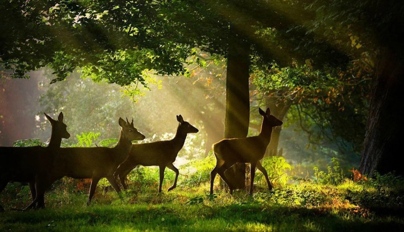 Spring Deer Wallpapers Wallpaper Cave