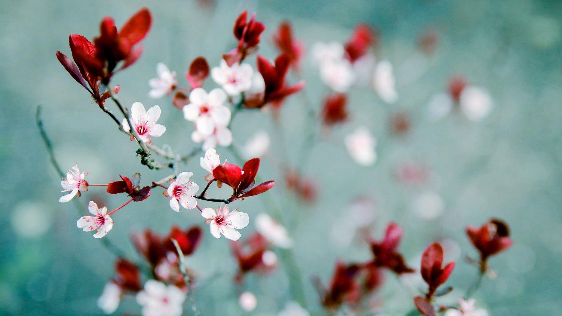 Spring Mac Wallpapers Wallpaper Cave