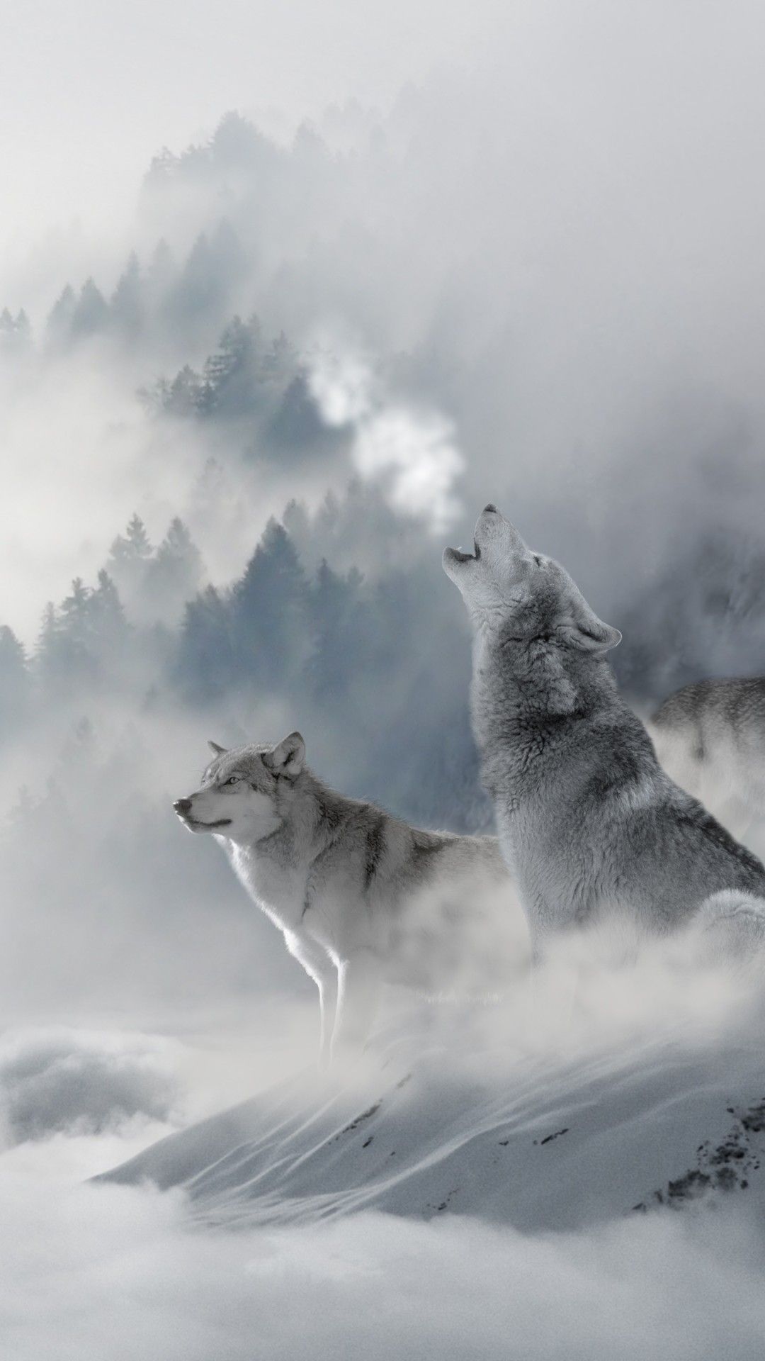 Arctic Wolves Wallpapers Wallpaper Cave