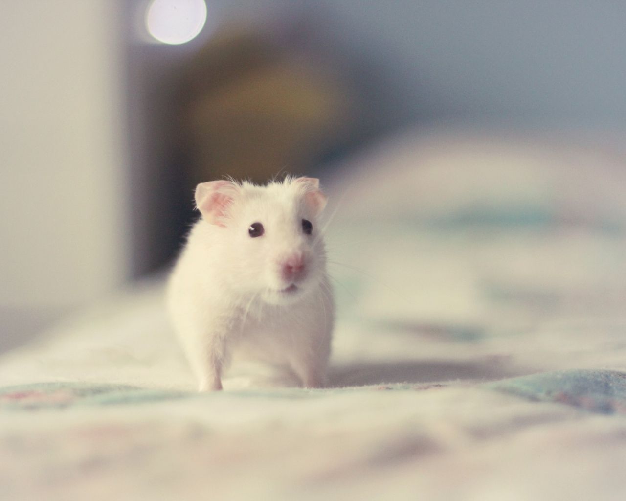 Staring Hamster Wallpapers Wallpaper Cave