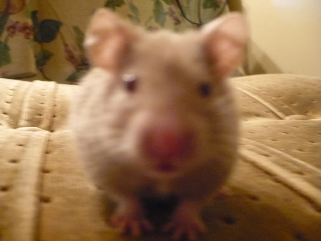 Staring Hamster Wallpapers Wallpaper Cave