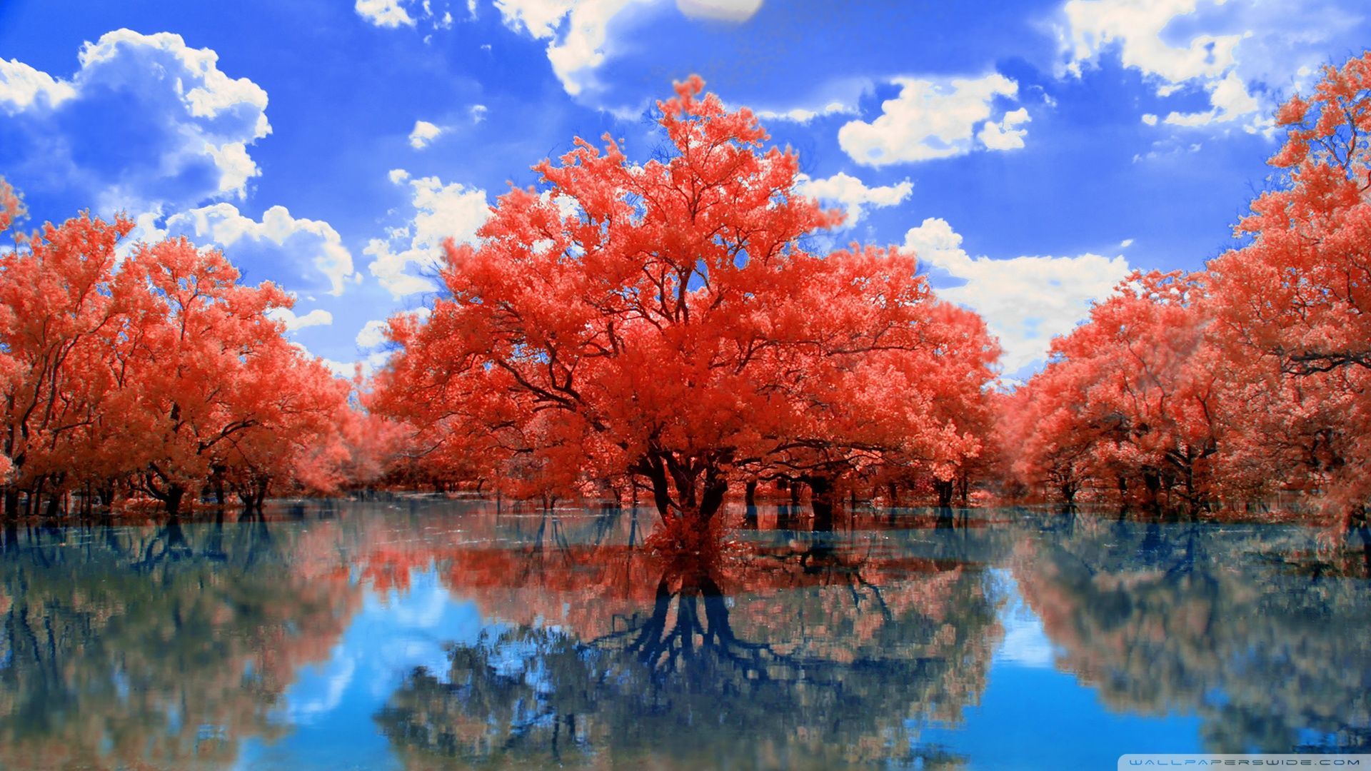 Anime Red Trees Wallpapers Wallpaper Cave