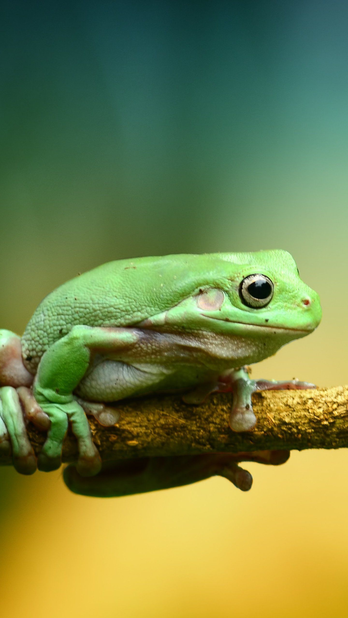 Green Frog Wallpapers Wallpaper Cave