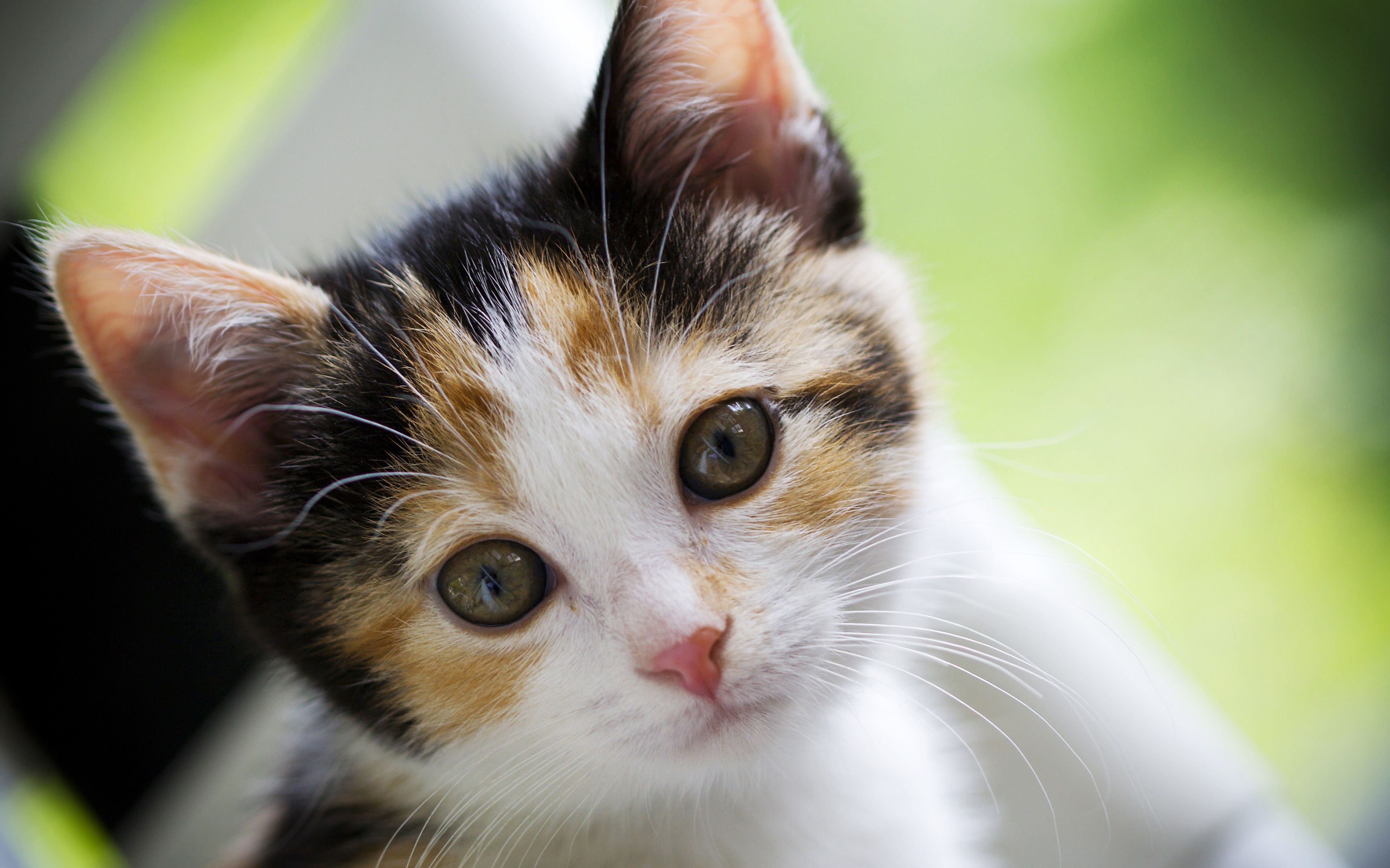Calico Cat HD Wallpapers Wallpaper Cave