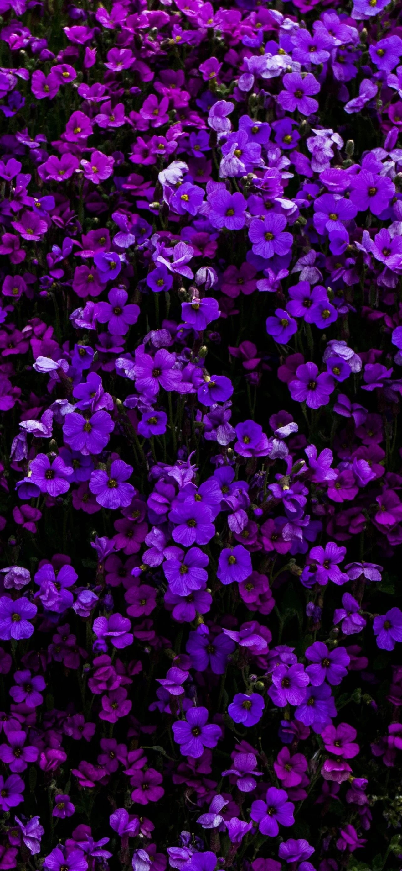 4k iPhone 12 Flowers Wallpapers Wallpaper Cave