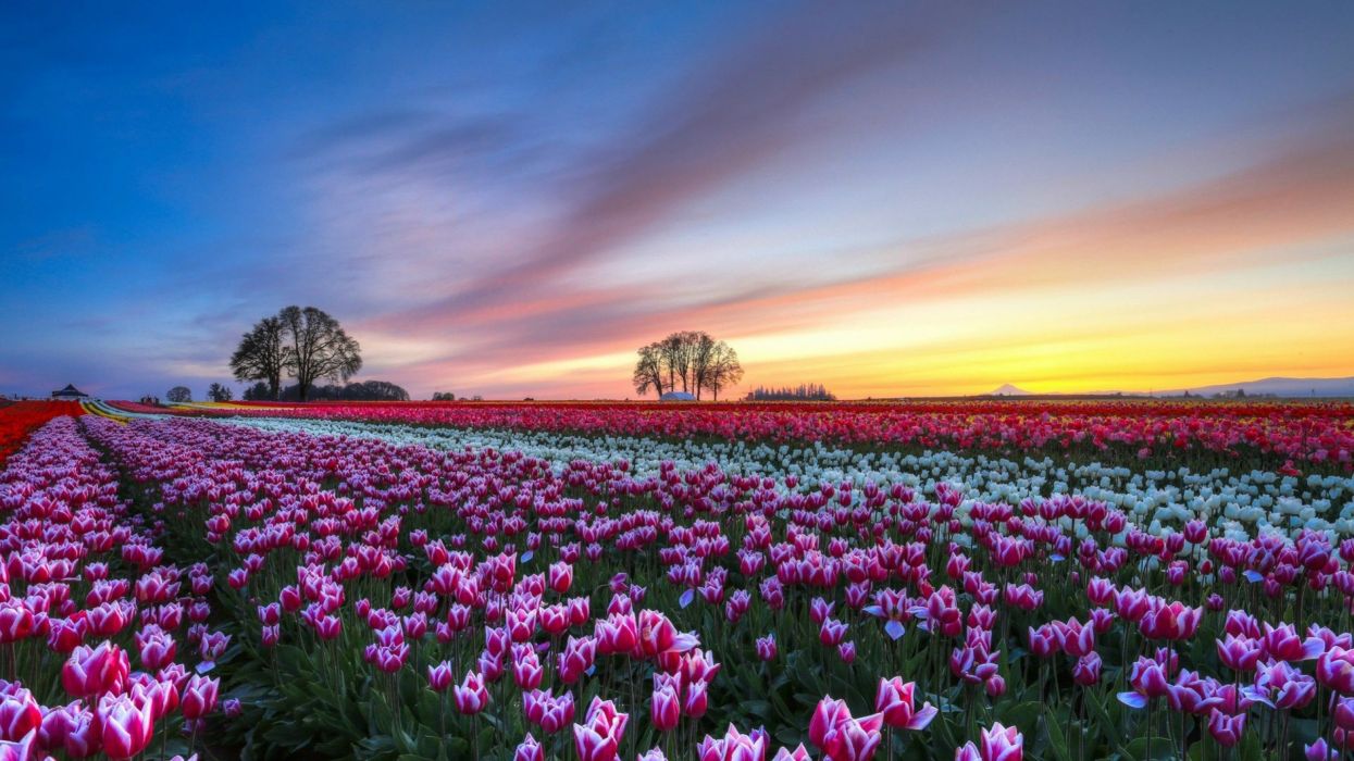 Tulip Farm Wallpapers Wallpaper Cave