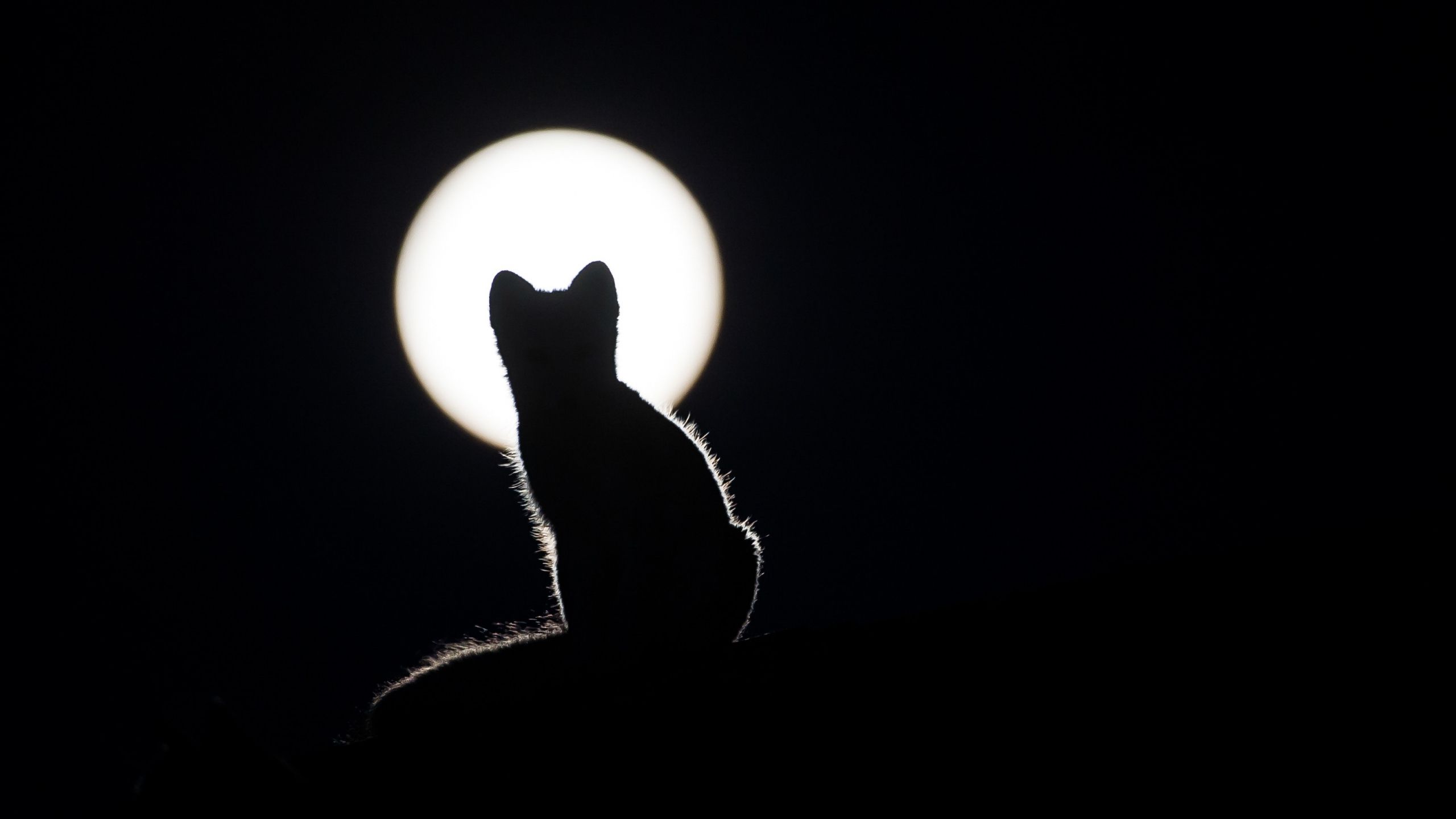 Cat And Moon Wallpapers Wallpaper Cave