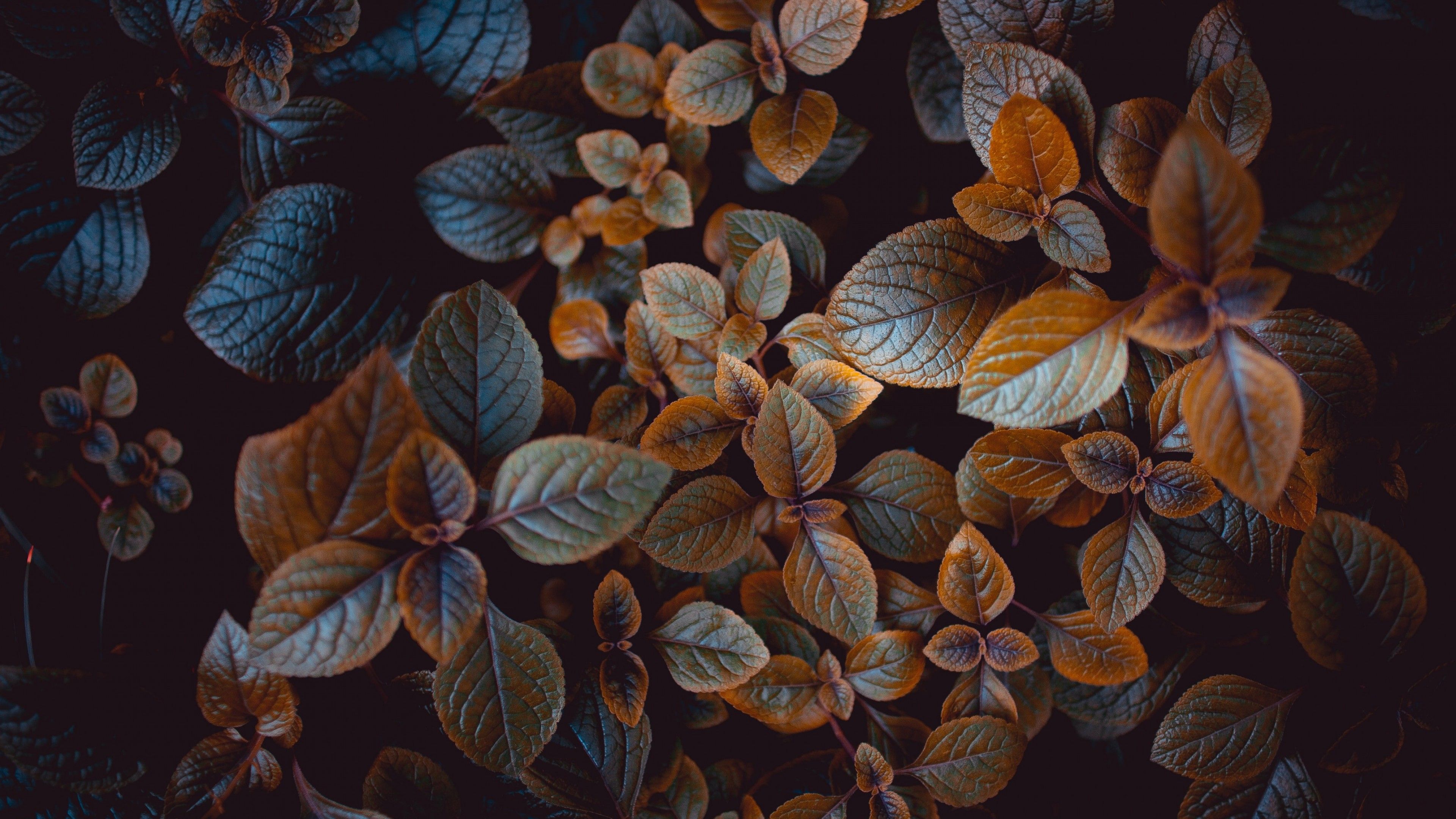 Dark Leaves Wallpapers Wallpaper Cave