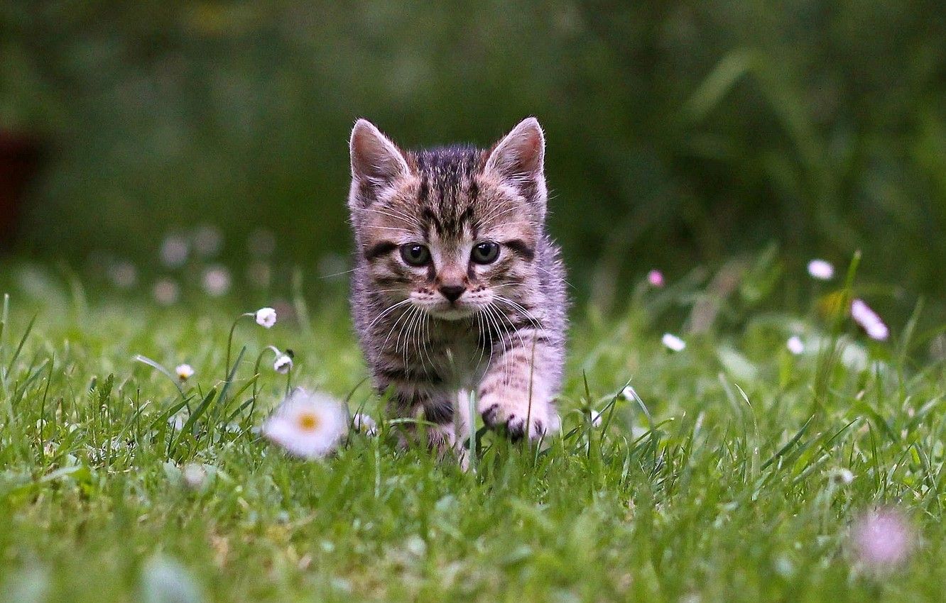 Kitten Garden Wallpapers Wallpaper Cave