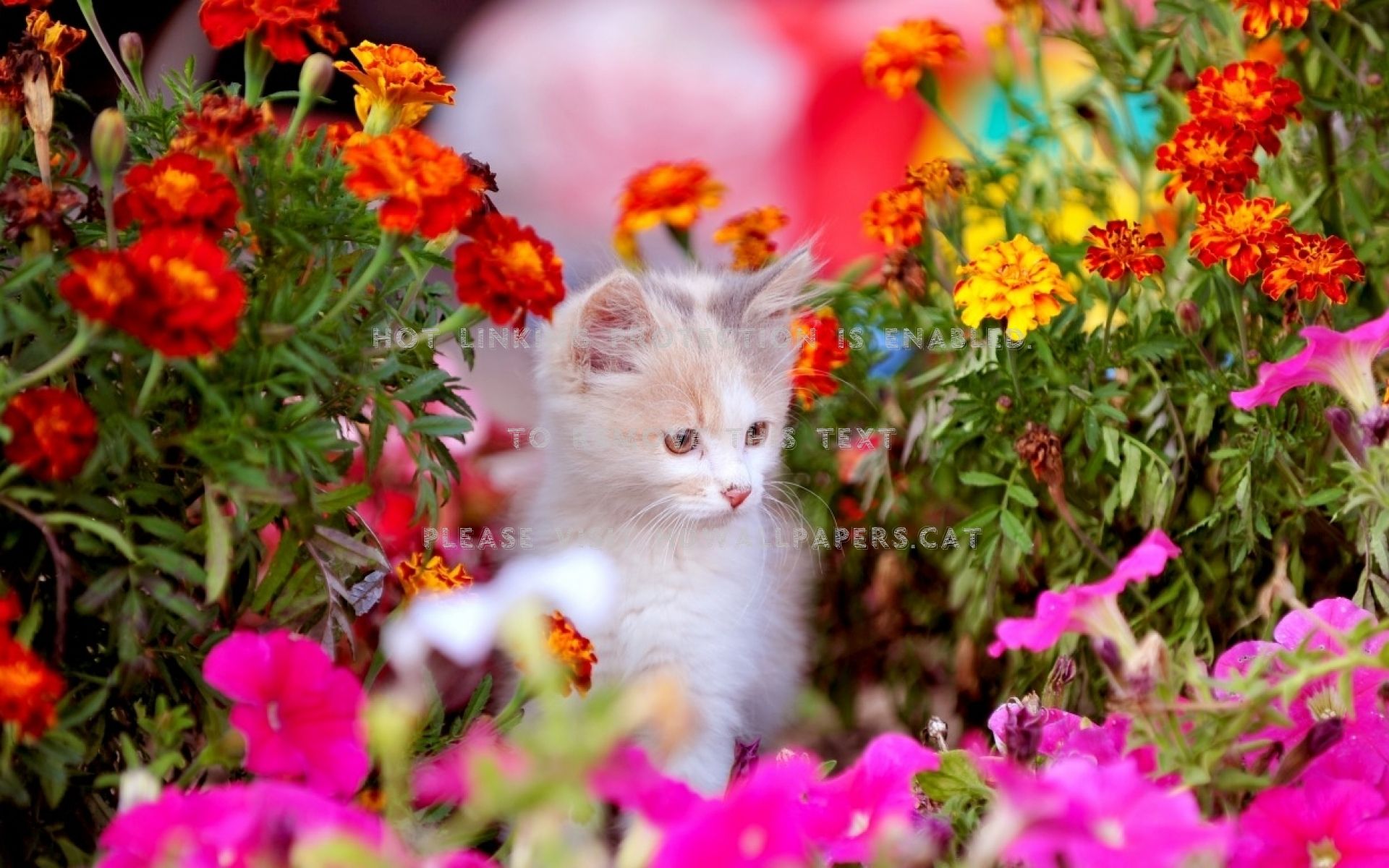 Kitten Garden Wallpapers Wallpaper Cave