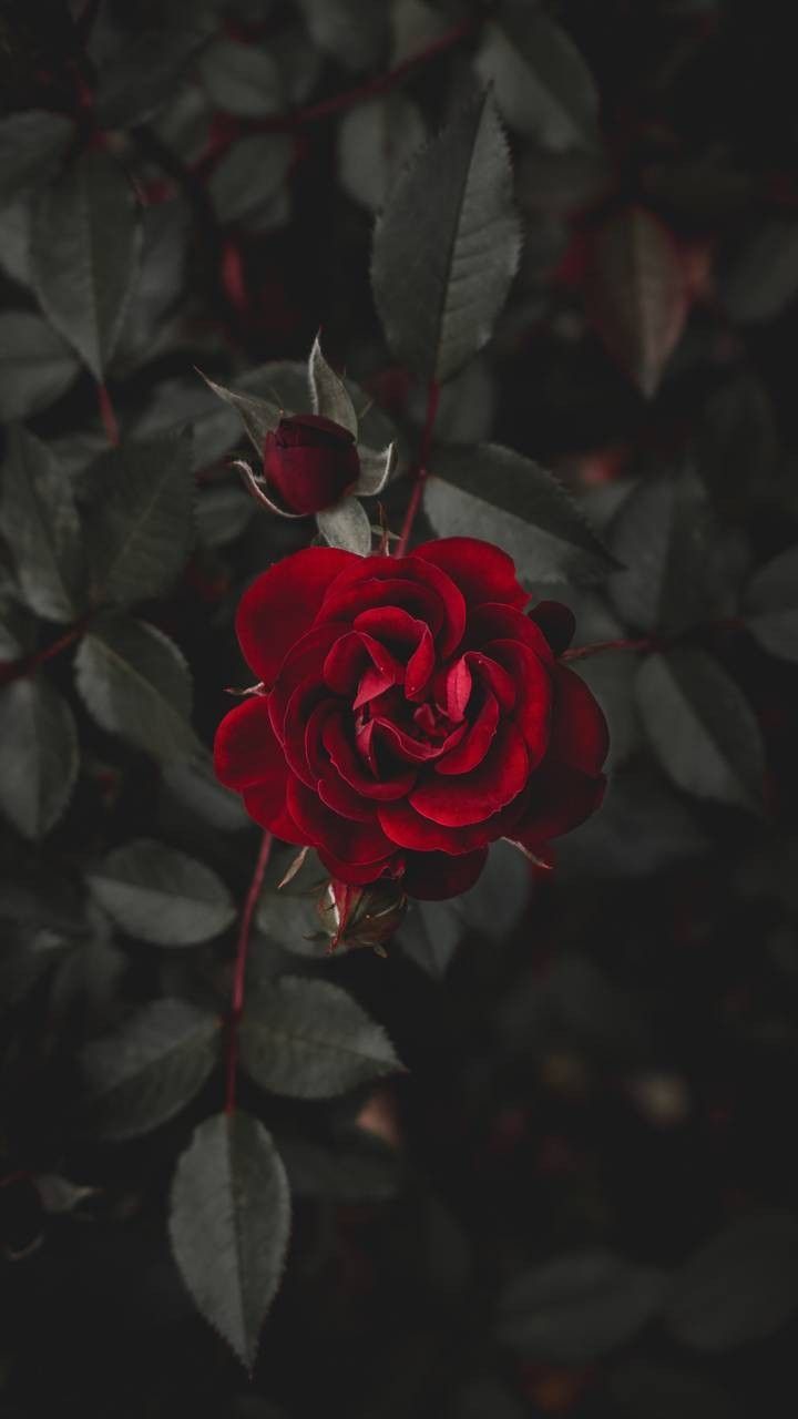 171 Wallpaper Dark Red Rose Picture My