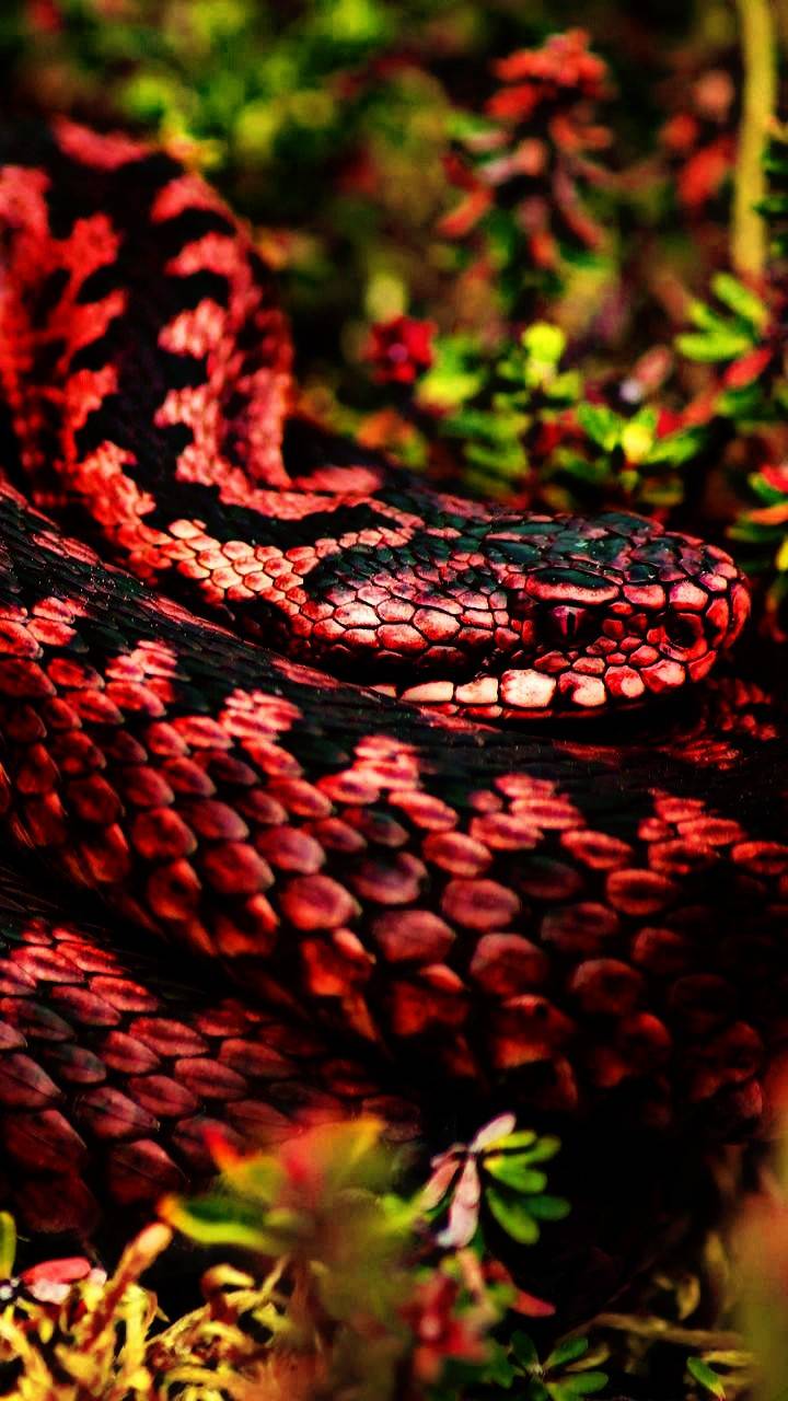 Red Snakes Wallpapers Wallpaper Cave