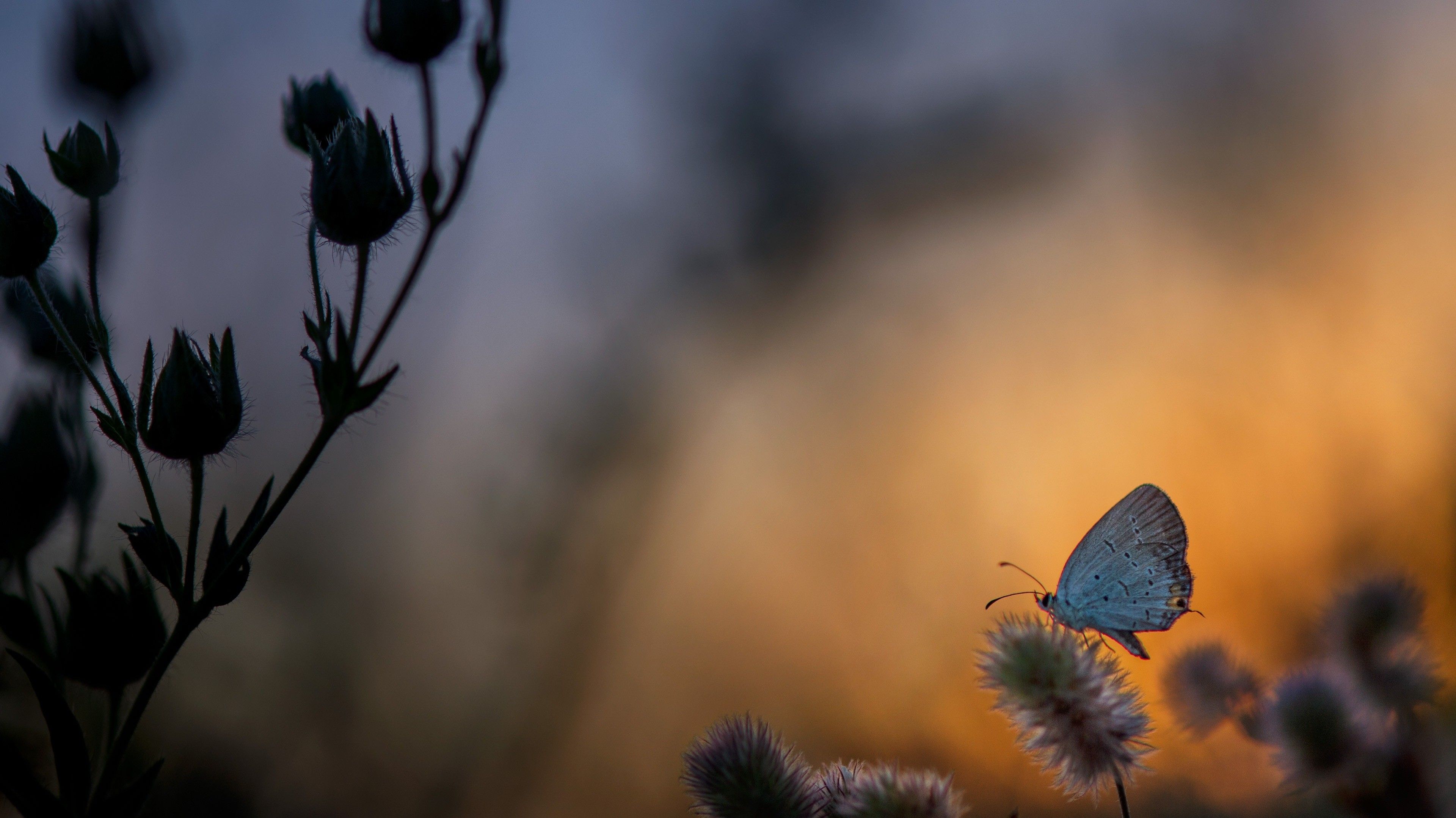 Butterfly At Sunset Wallpapers Wallpaper Cave