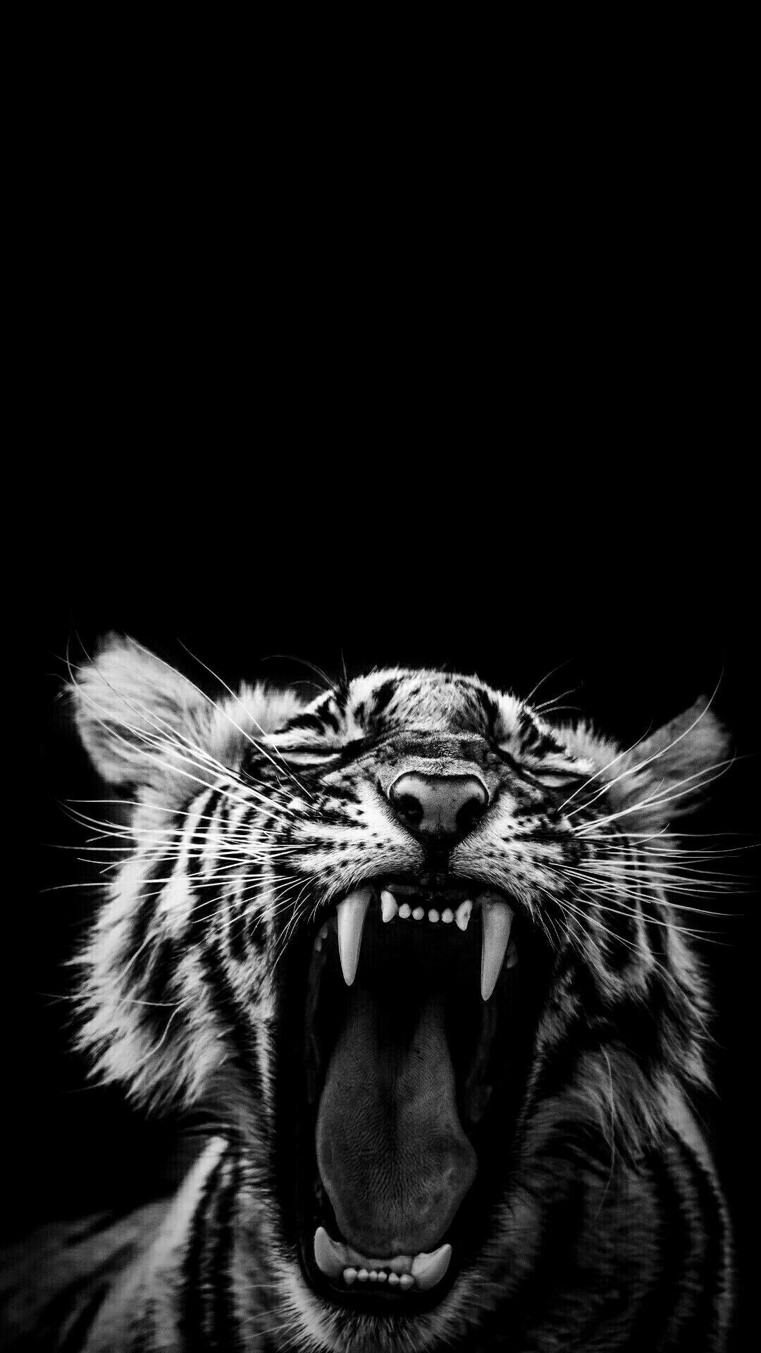 Tiger Dark Wallpapers Wallpaper Cave
