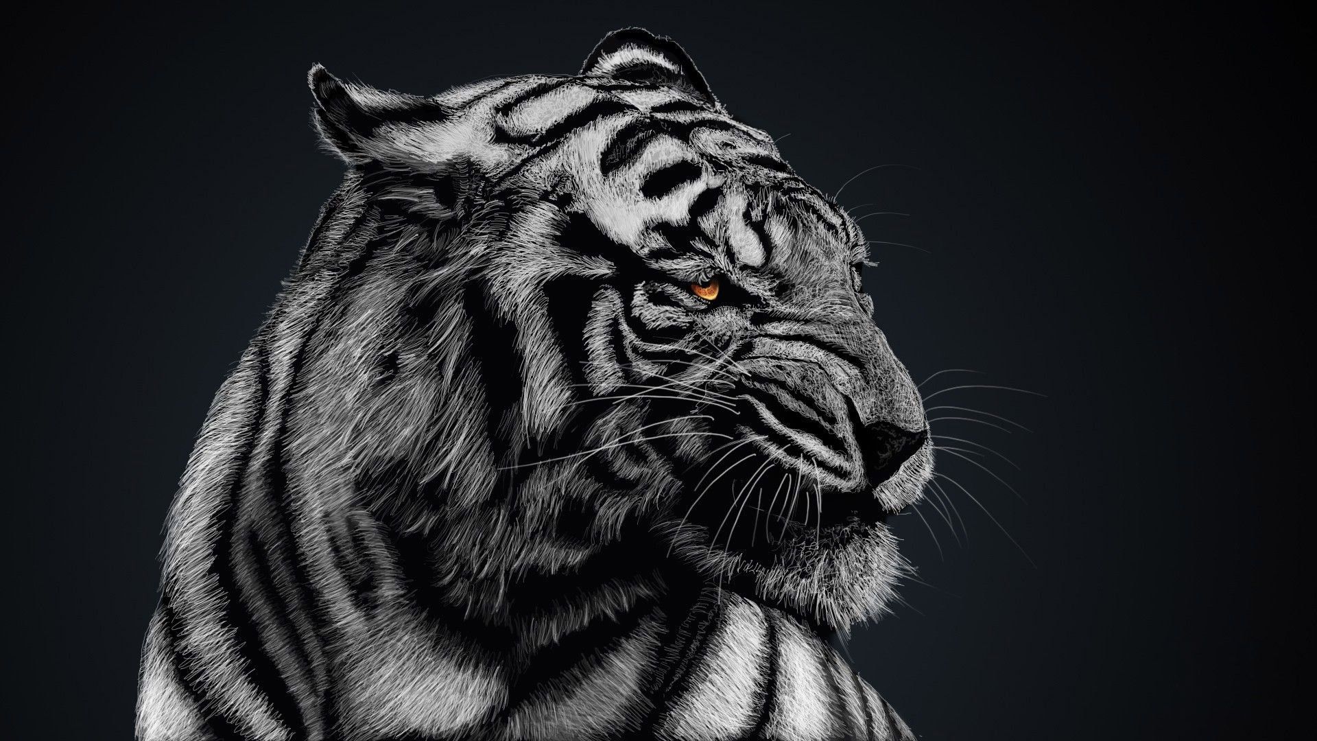 Tiger Dark Wallpapers Wallpaper Cave