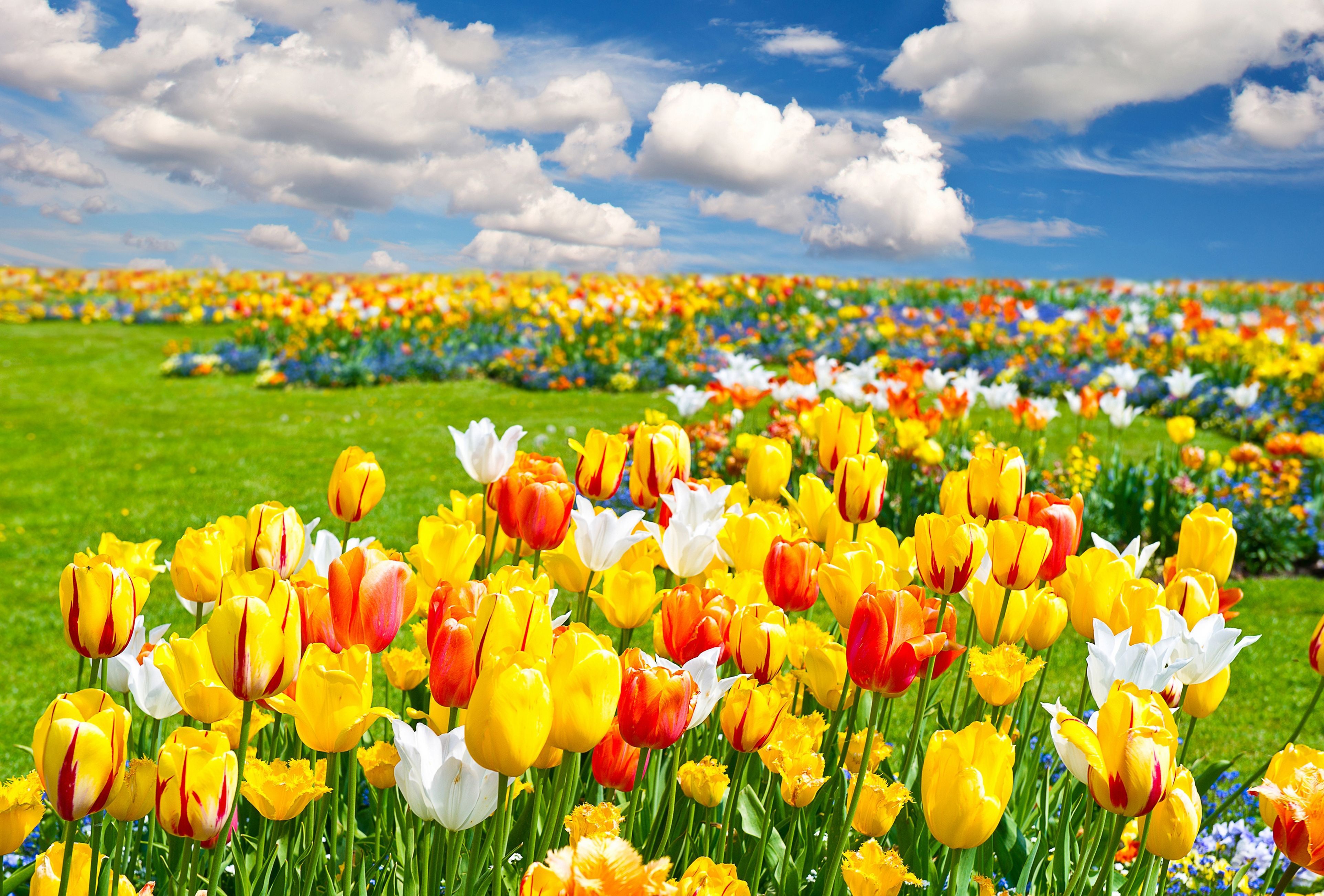 Tulip Farm Wallpapers Wallpaper Cave