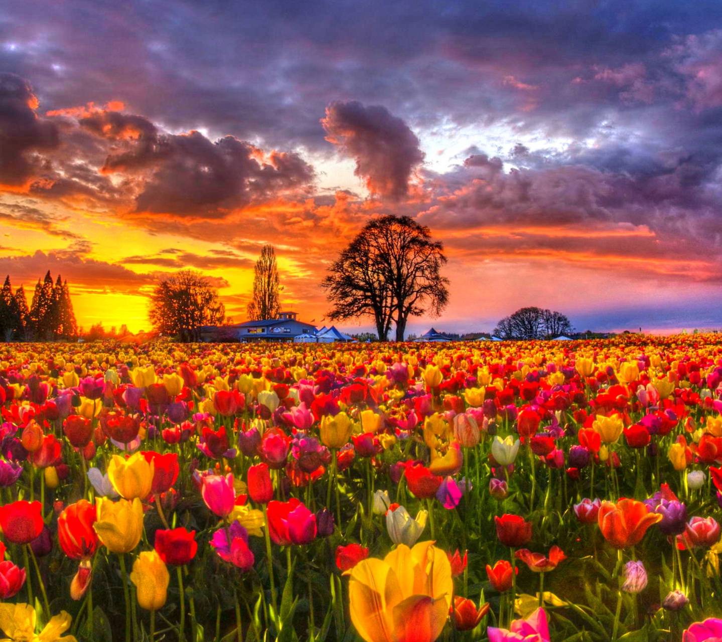 Tulip Farm Wallpapers Wallpaper Cave