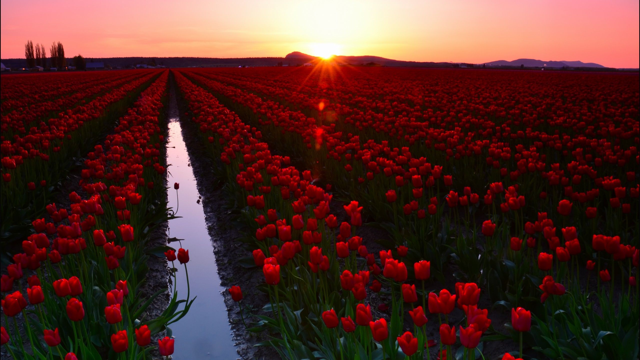 Tulip Farm Wallpapers Wallpaper Cave