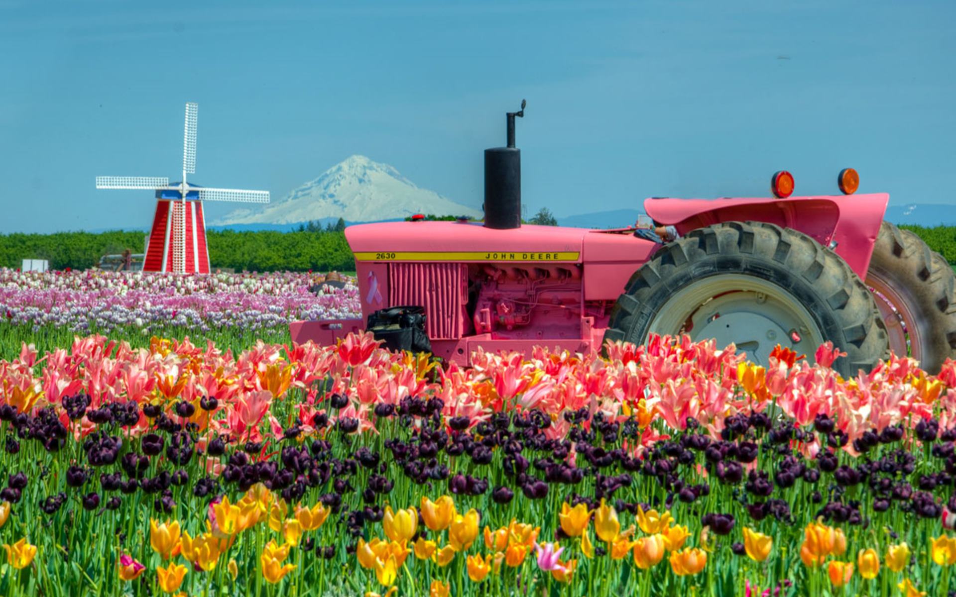 Tulip Farm Wallpapers Wallpaper Cave