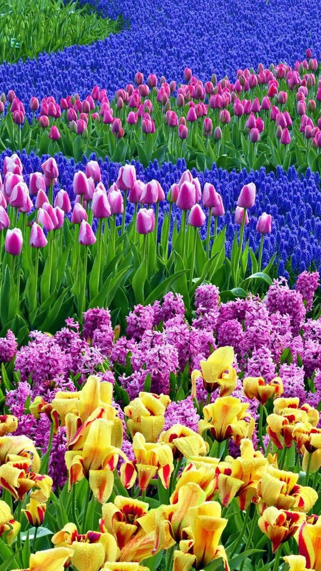 Tulip Farm Wallpapers Wallpaper Cave