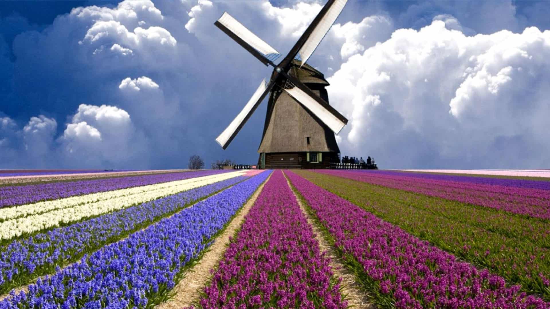 Tulip Farm Wallpapers Wallpaper Cave