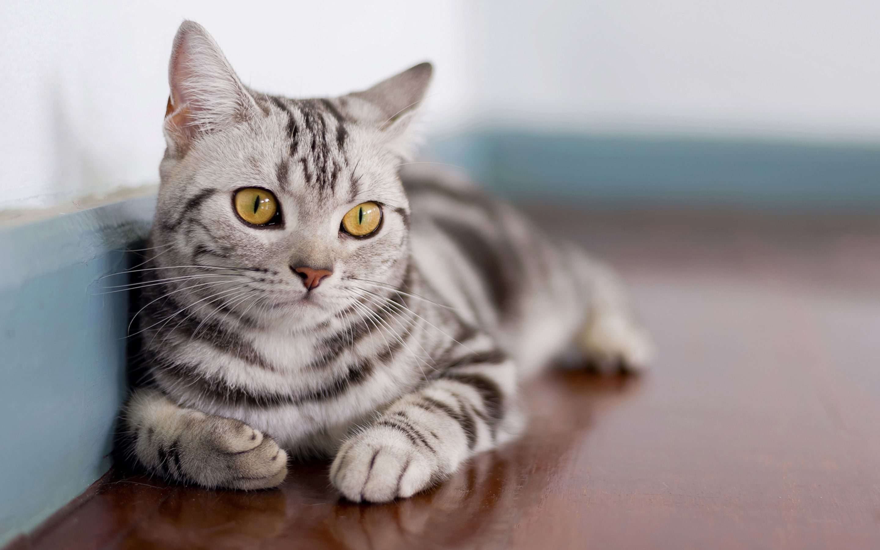 American Shorthair Wallpapers Wallpaper Cave