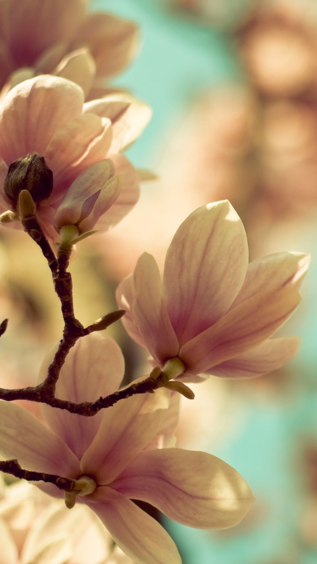 Spring Android Wallpapers Wallpaper Cave