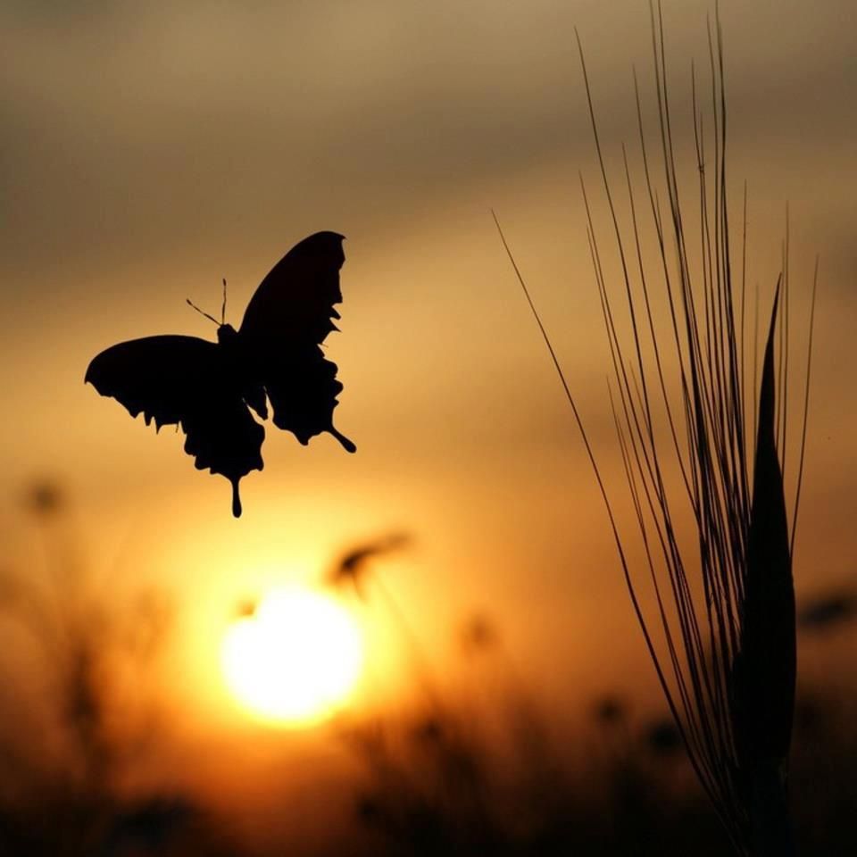 Butterfly At Sunset Wallpapers Wallpaper Cave