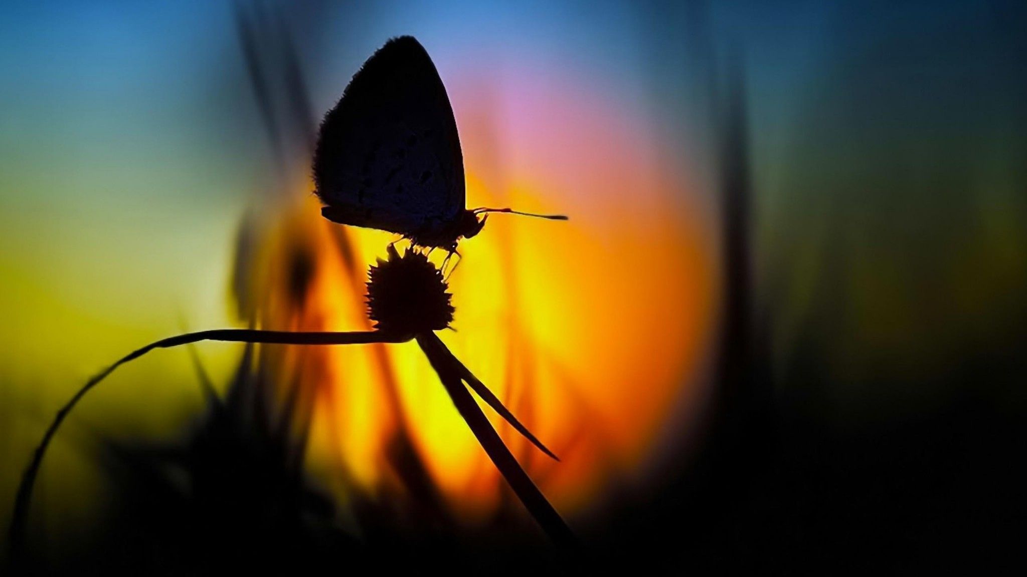 Butterfly At Sunset Wallpapers Wallpaper Cave