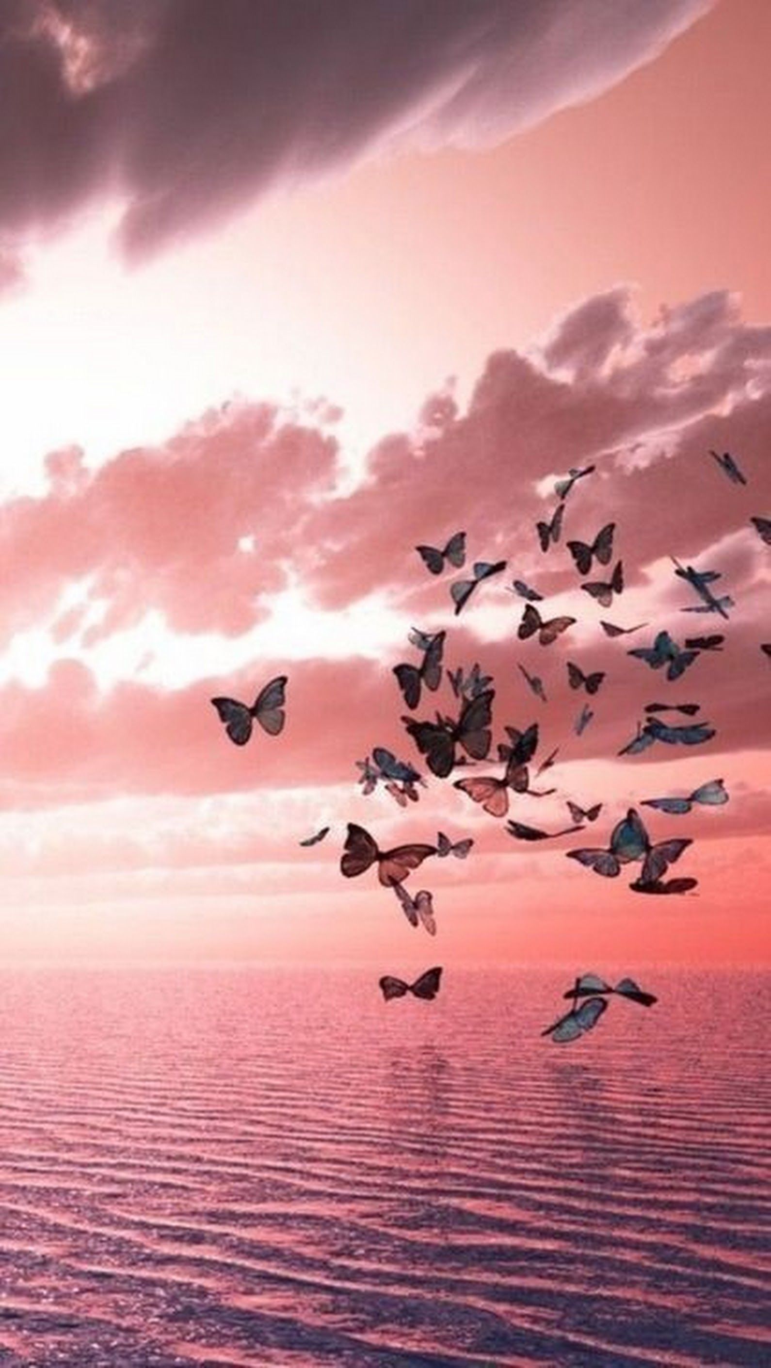 Butterfly At Sunset Wallpapers Wallpaper Cave