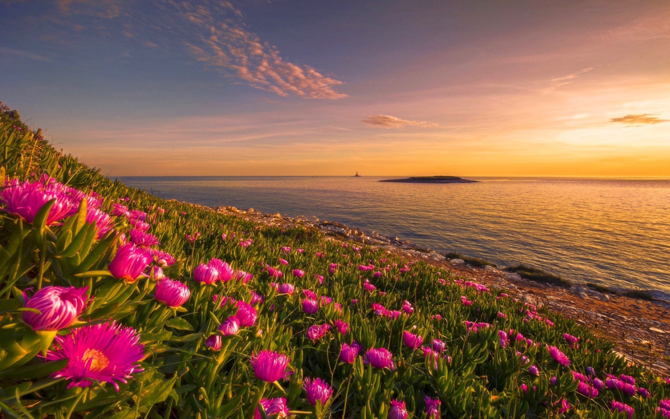 Summer Flower Sunsets Wallpapers Wallpaper Cave