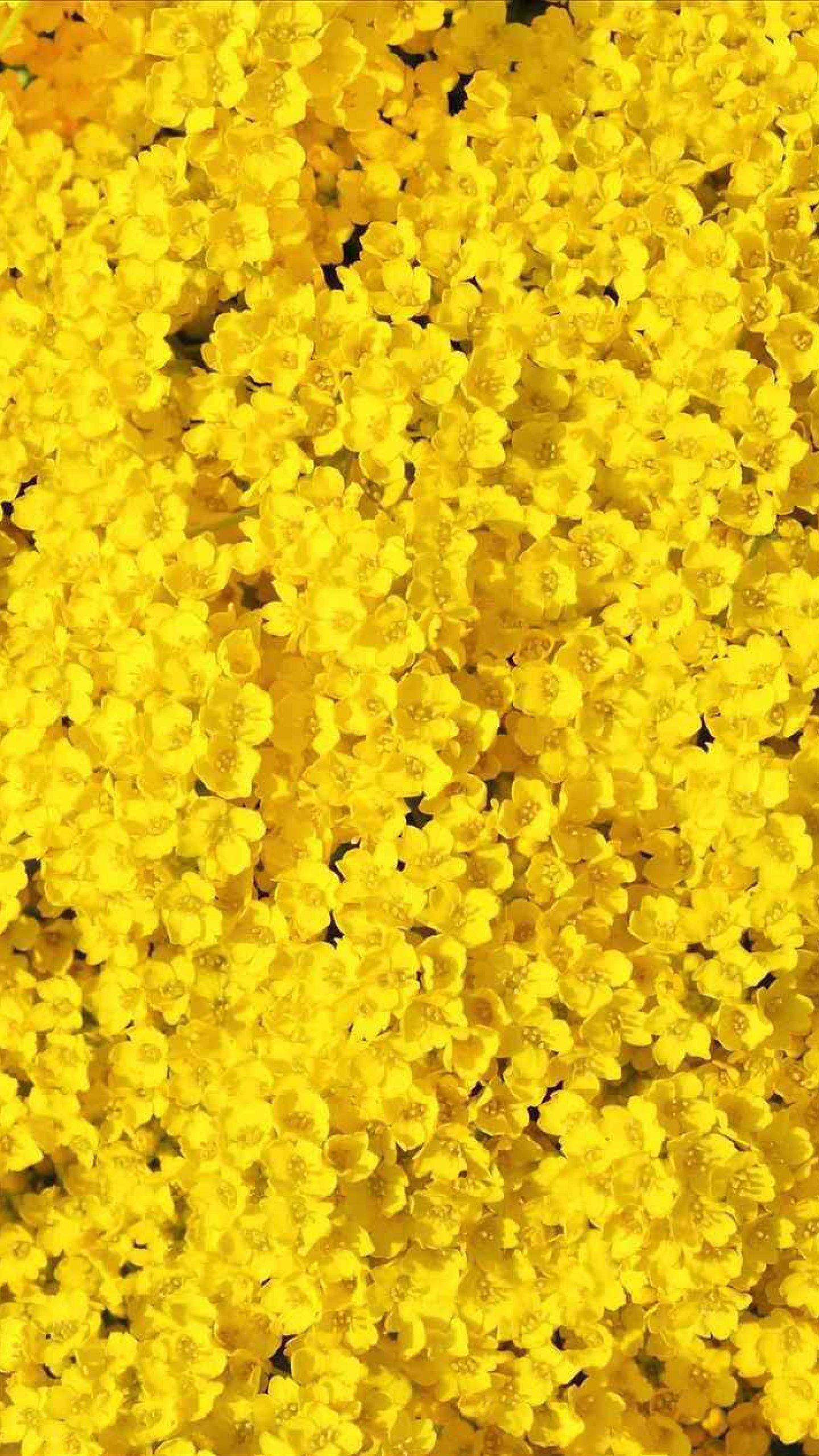 Yellow Spring Aesthetic Wallpapers Wallpaper Cave