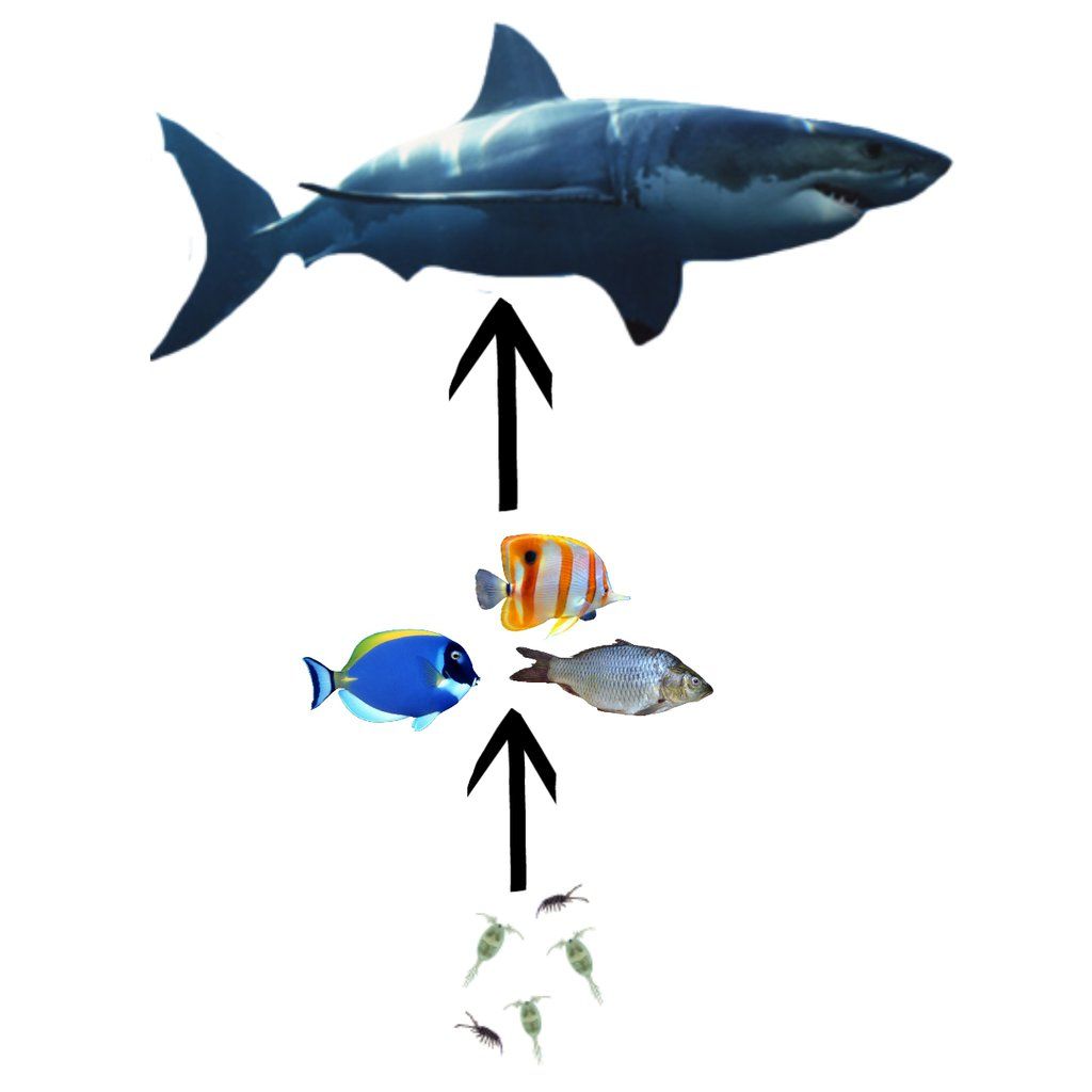 Food Chain Wallpapers Wallpaper Cave