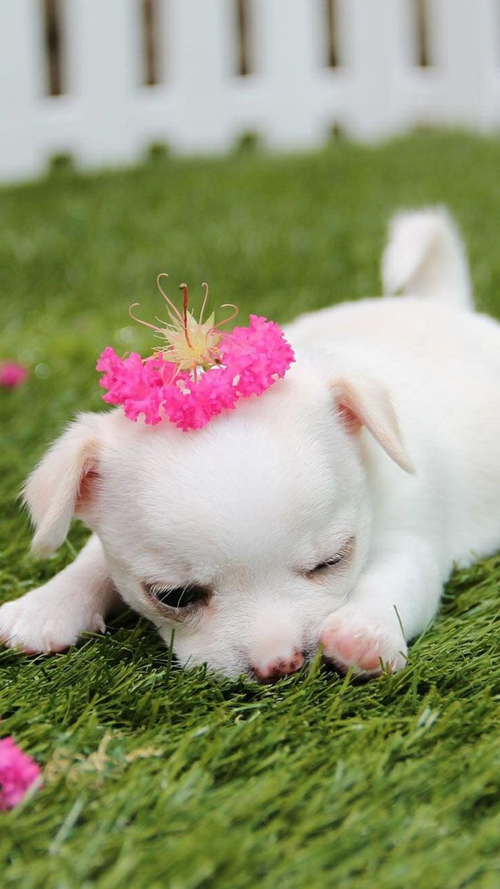 Pink Puppy Wallpapers Wallpaper Cave