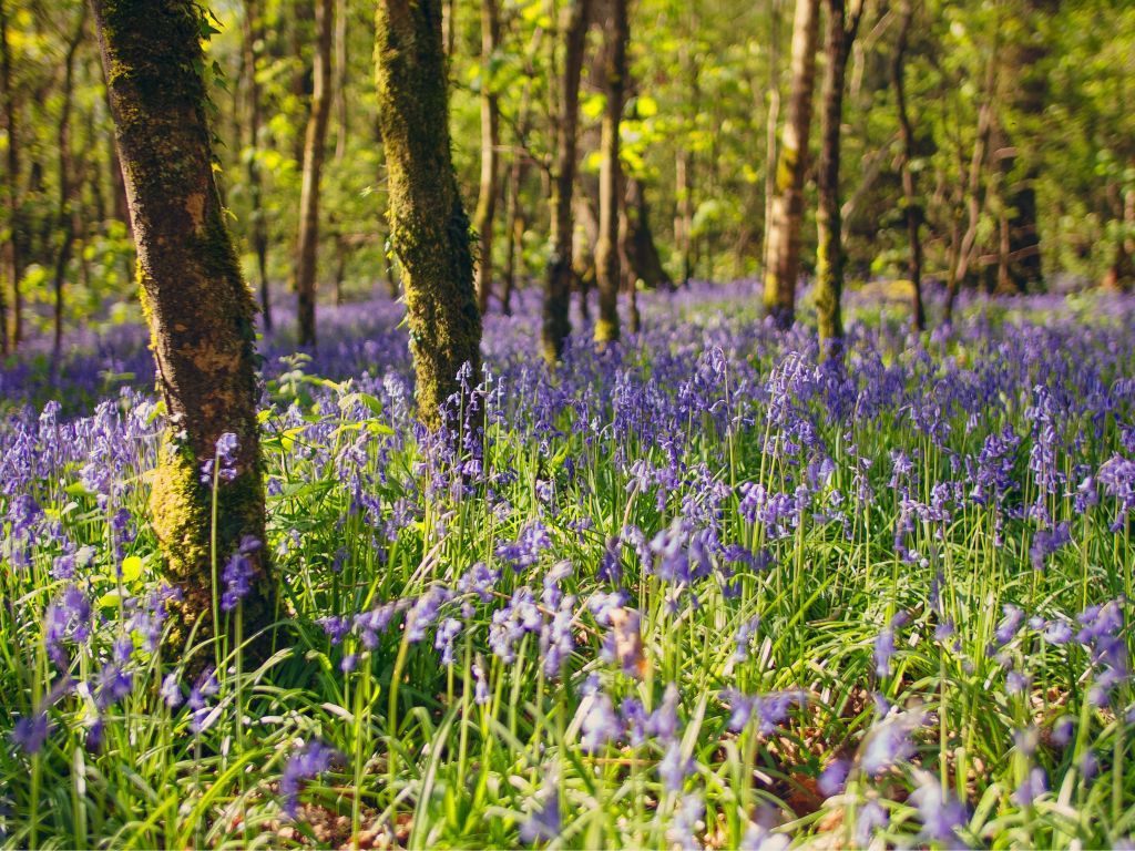 Ireland Spring Wallpapers Wallpaper Cave