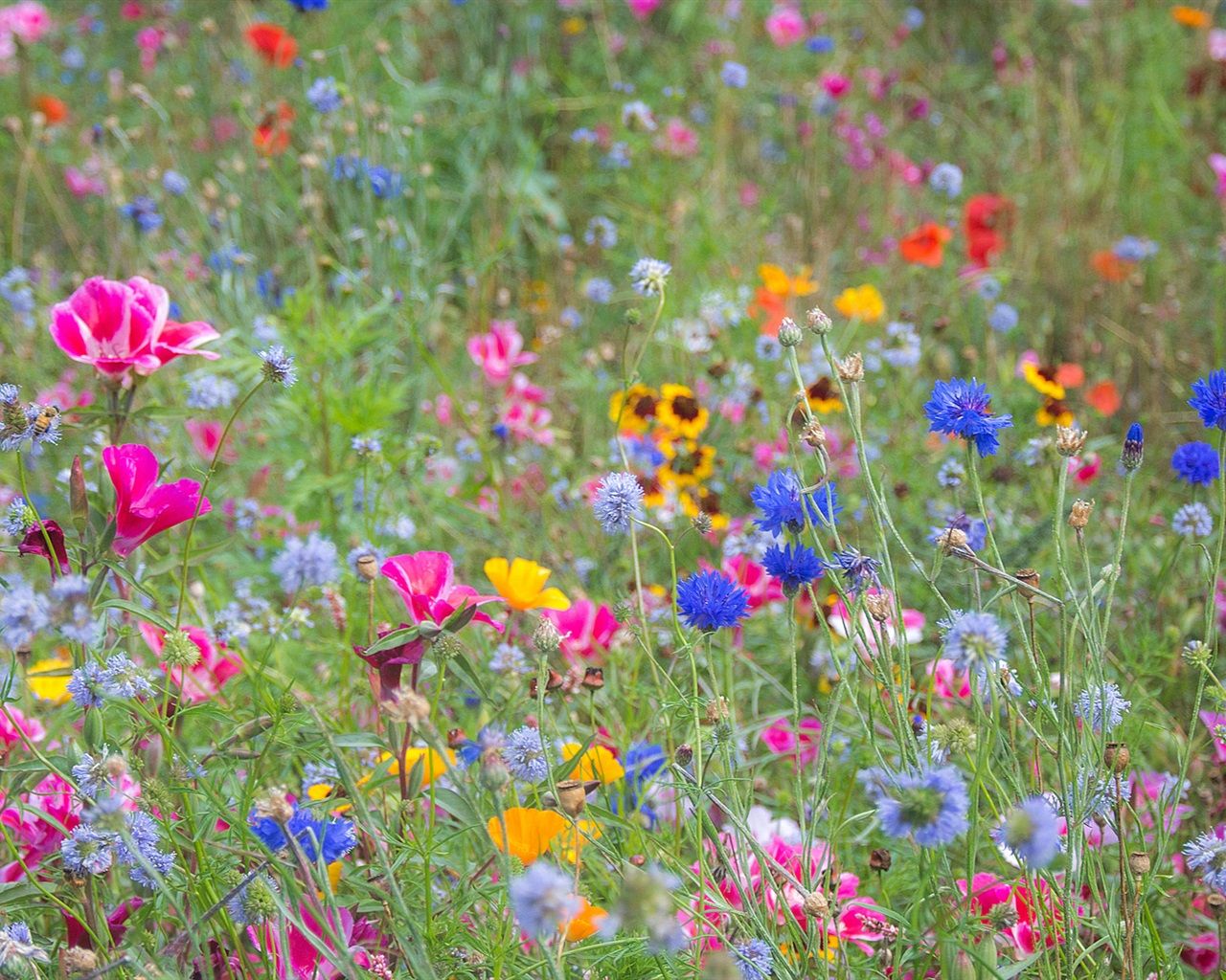 Wildflowers In Spring Wallpapers Wallpaper Cave