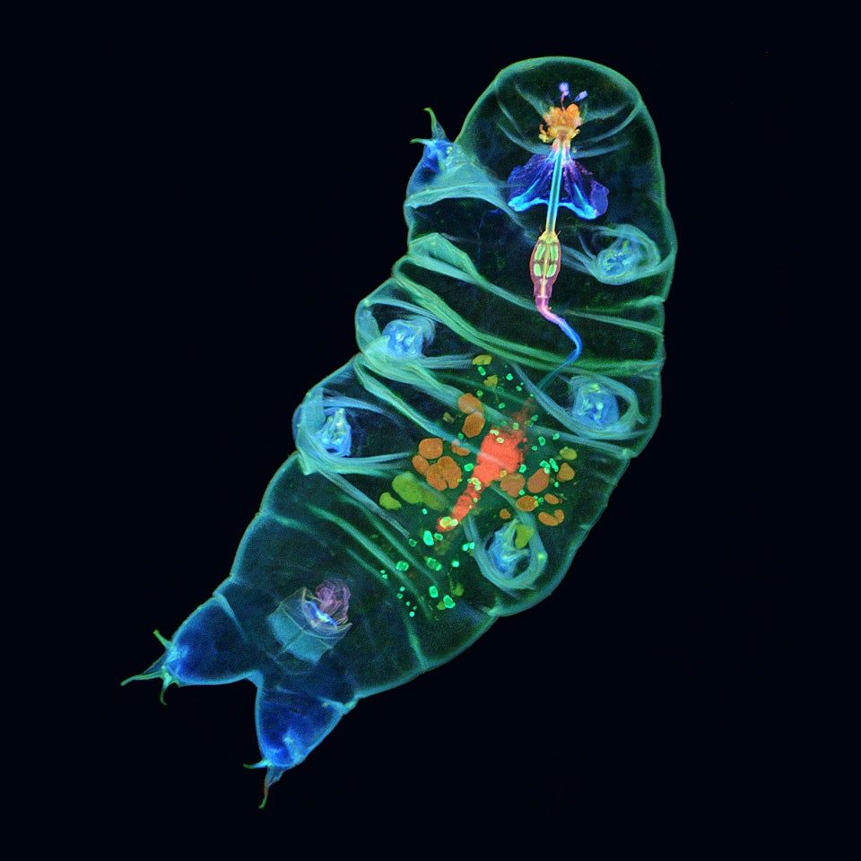 Tardigrade Wallpapers Wallpaper Cave
