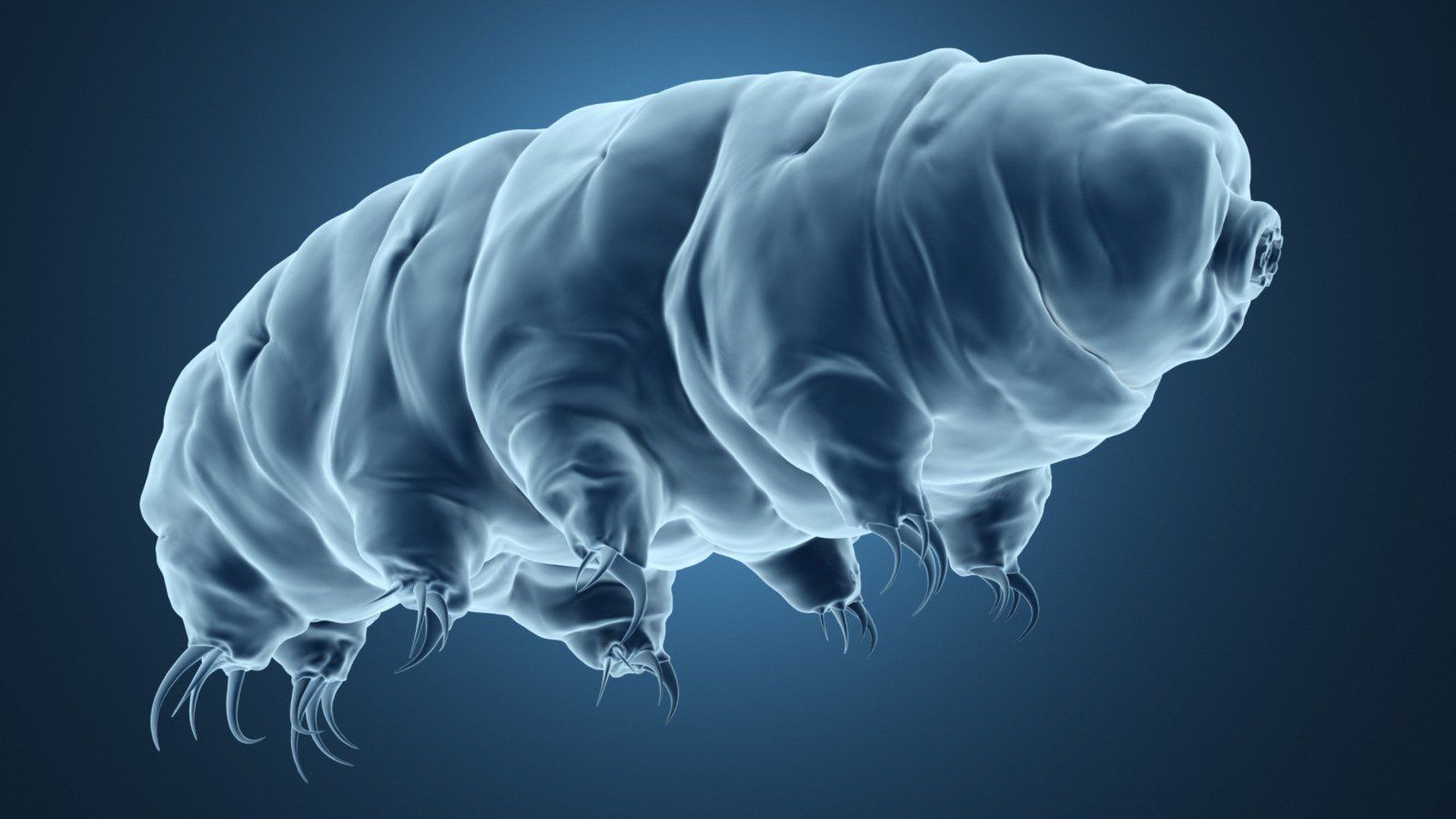 Tardigrade Wallpapers Wallpaper Cave