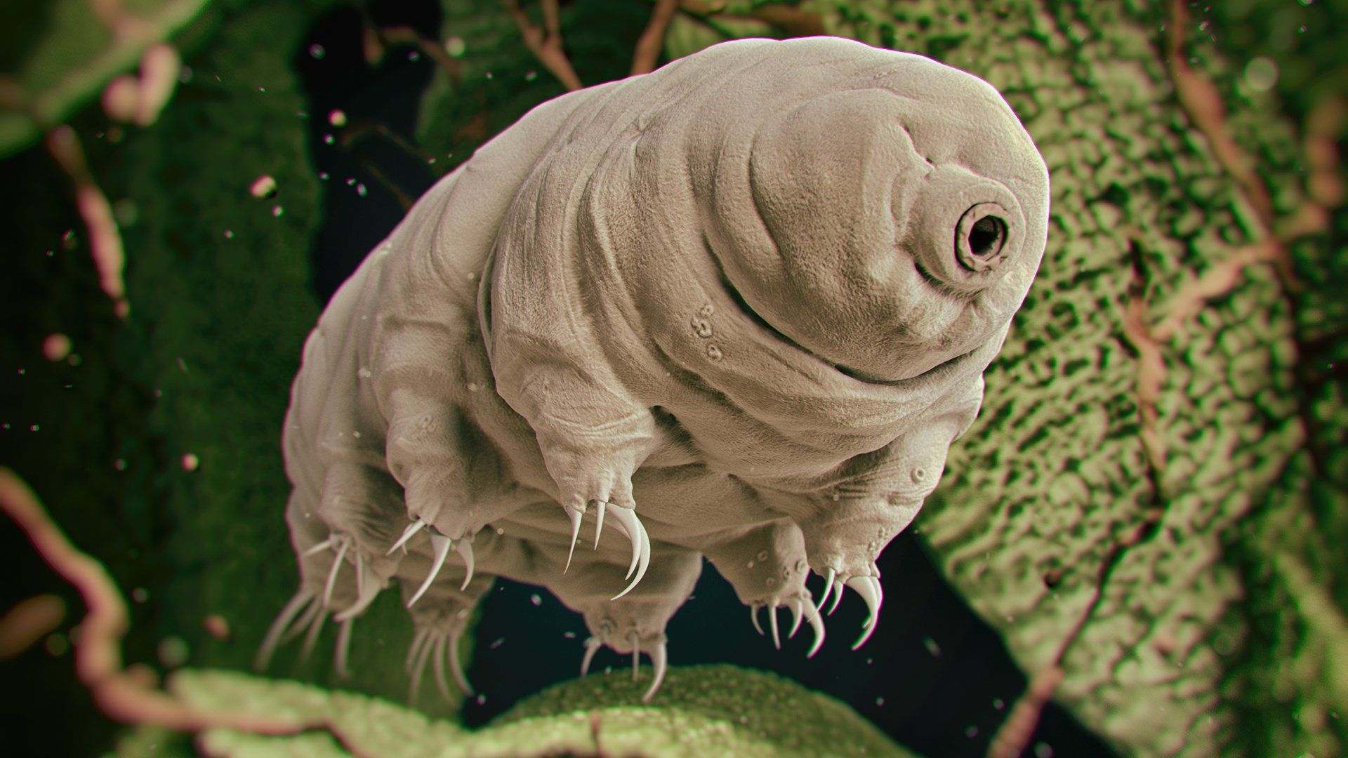 Tardigrade Wallpapers Wallpaper Cave