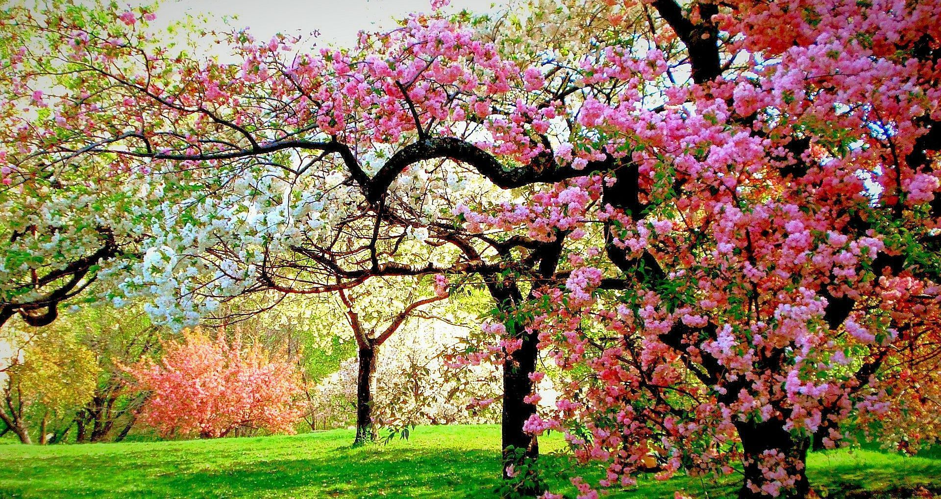 Spring Trees HD Wallpapers Wallpaper Cave