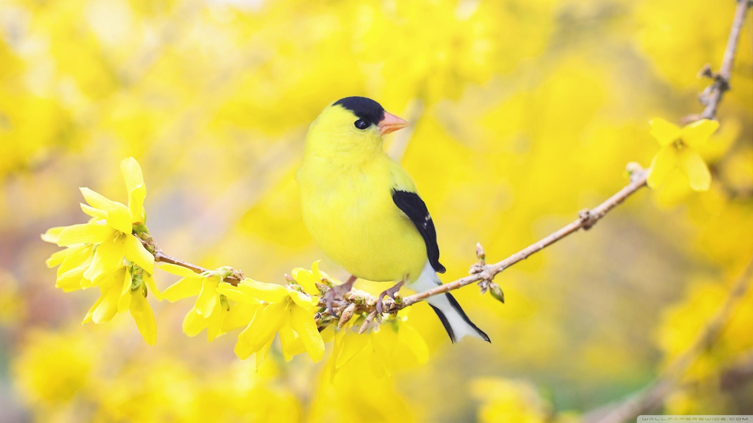 Yellow Birds Wallpapers Wallpaper Cave