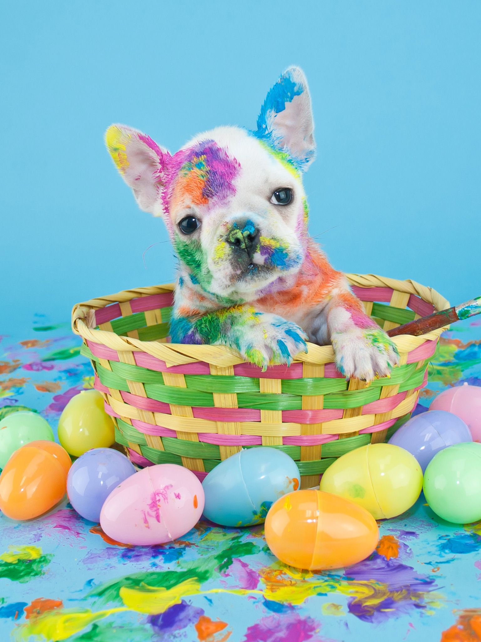 Easter Pups Wallpapers Wallpaper Cave