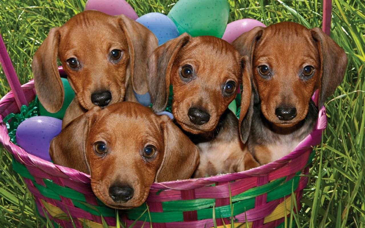 Easter Pups Wallpapers Wallpaper Cave