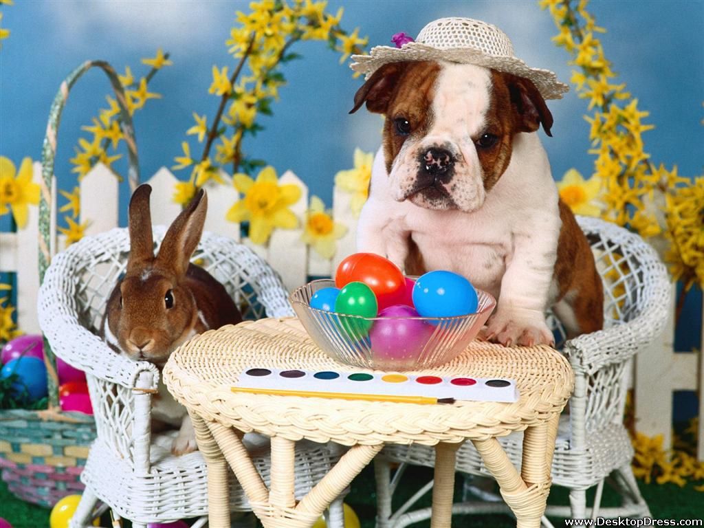 Easter Pups Wallpapers Wallpaper Cave