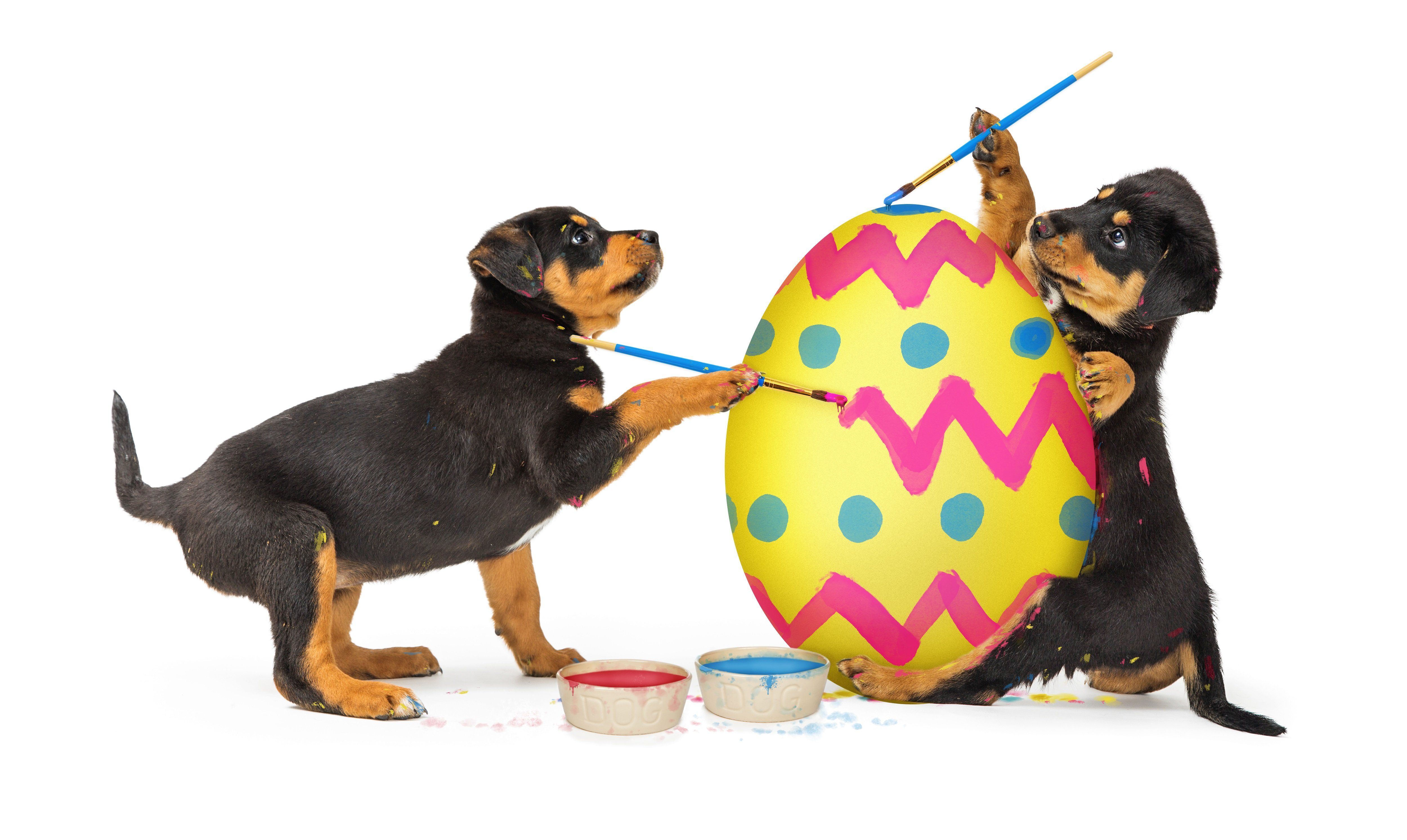 Easter Pups Wallpapers Wallpaper Cave