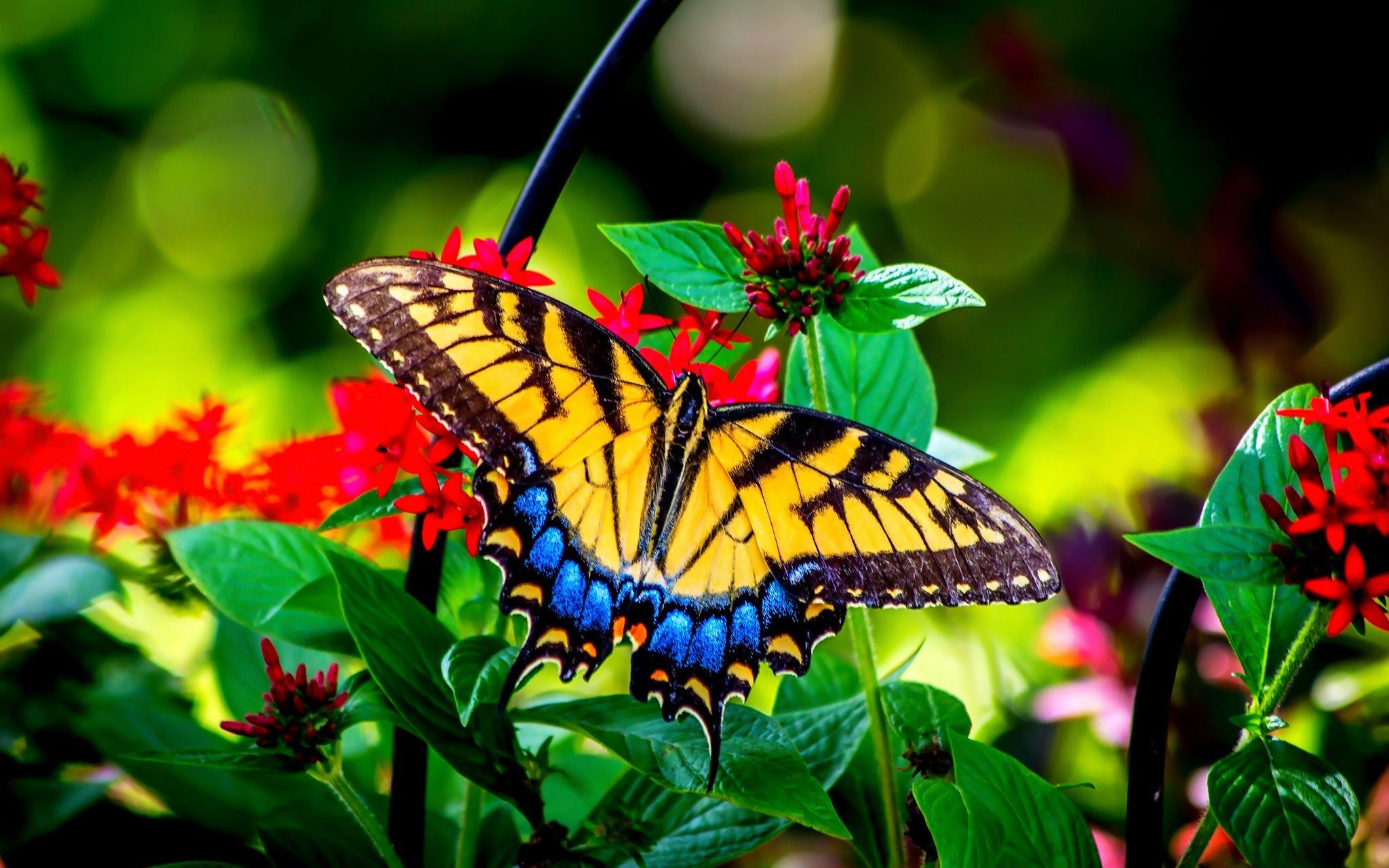 Summer Butterflies Wallpapers Wallpaper Cave