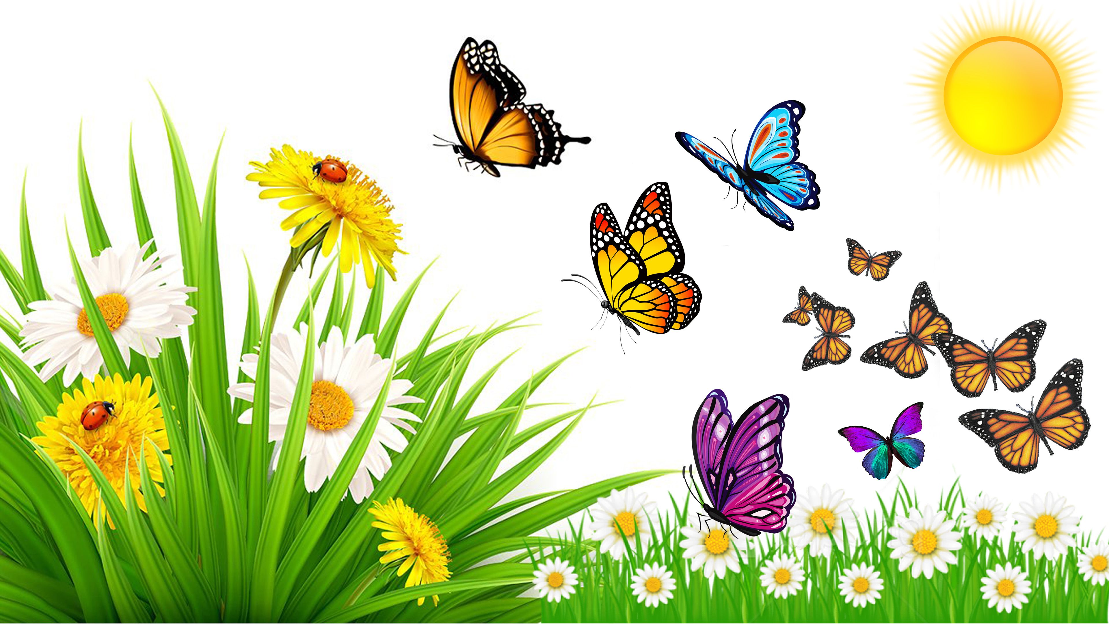 Summer Butterflies Wallpapers Wallpaper Cave