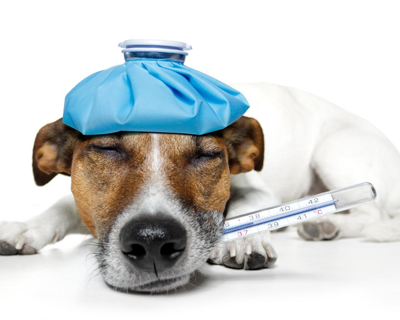 Veterinarian Wallpapers Wallpaper Cave