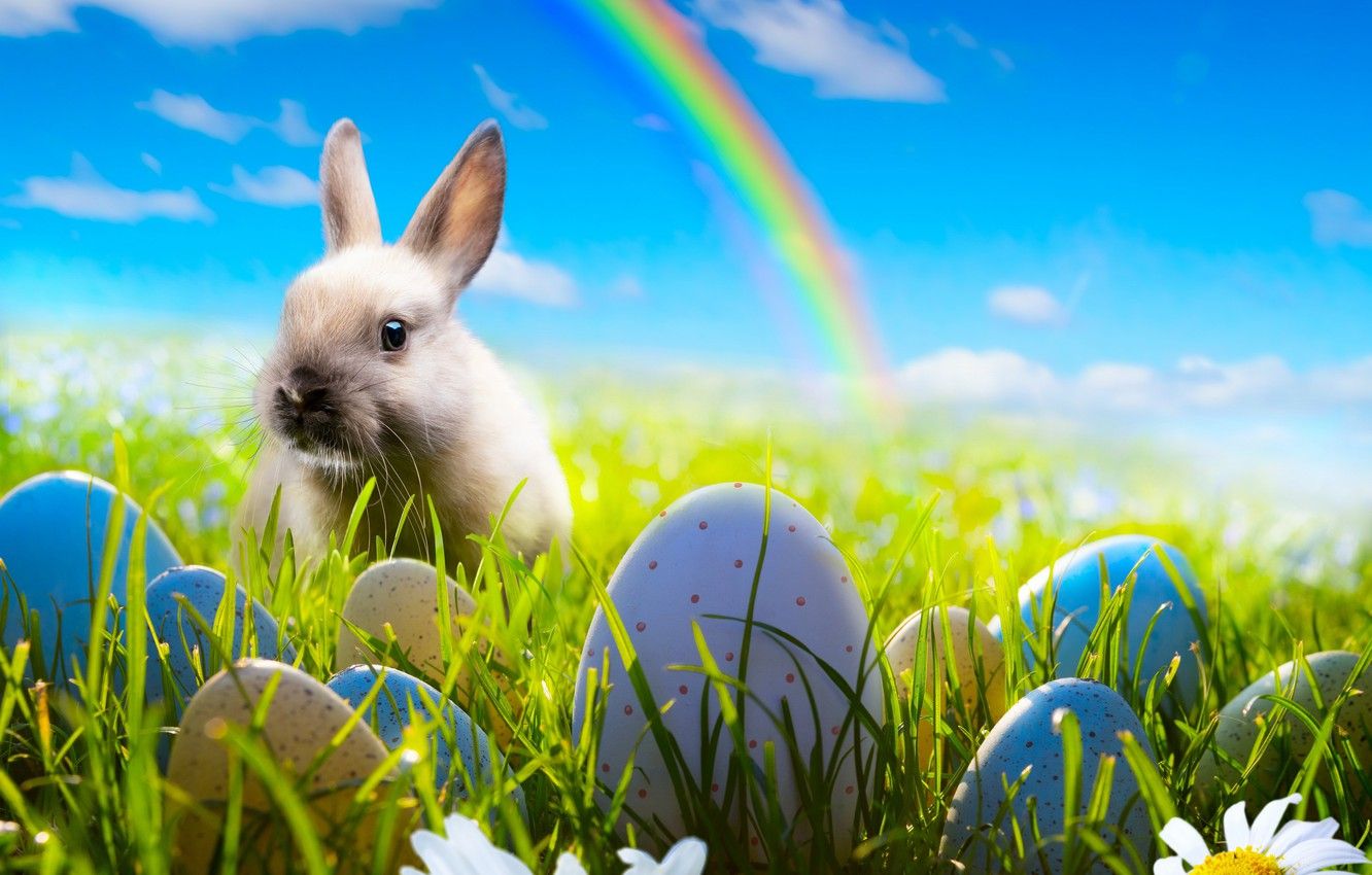 Rainbow Bunny Wallpapers Wallpaper Cave