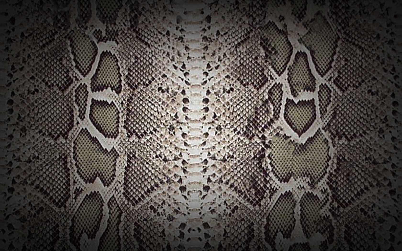 Snakeskin Wallpapers Wallpaper Cave
